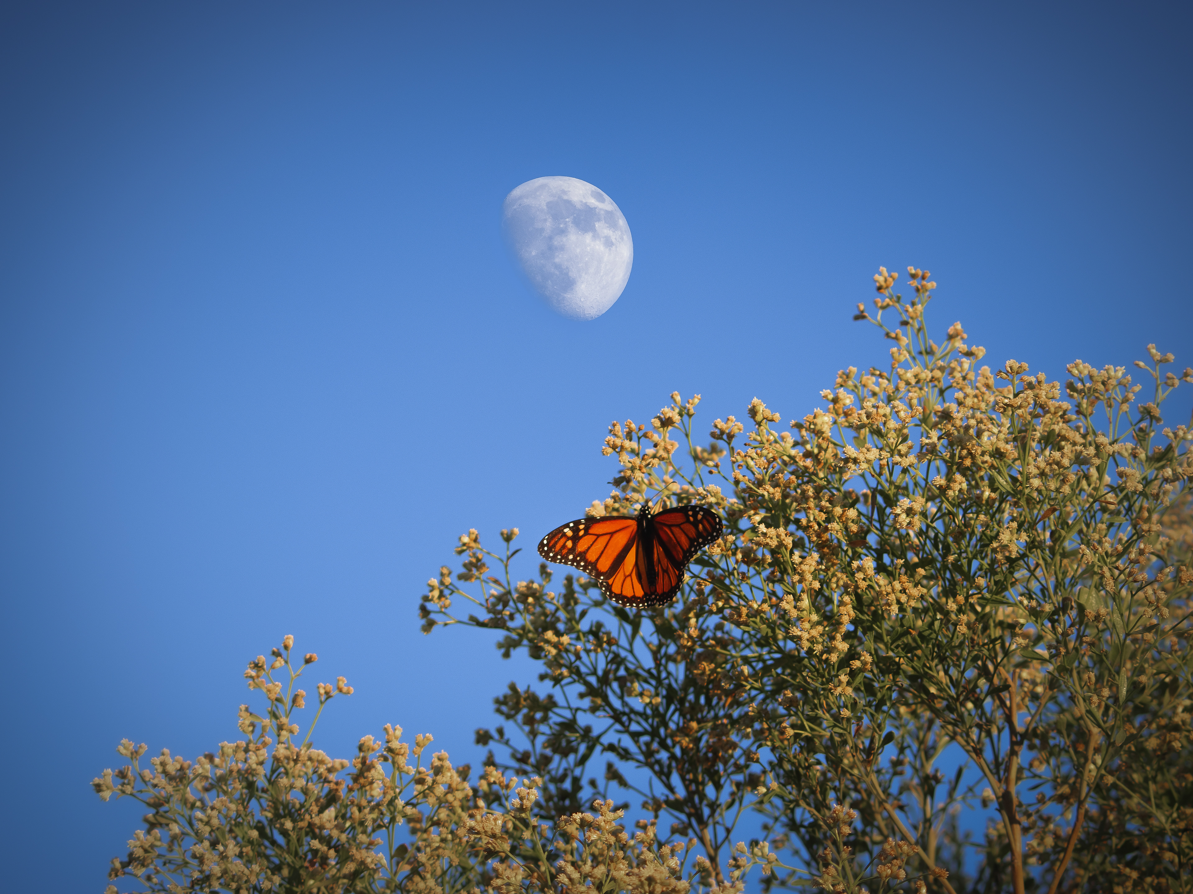 Monarch Moon, Digital Composite Photograph, Oct 31, 2025