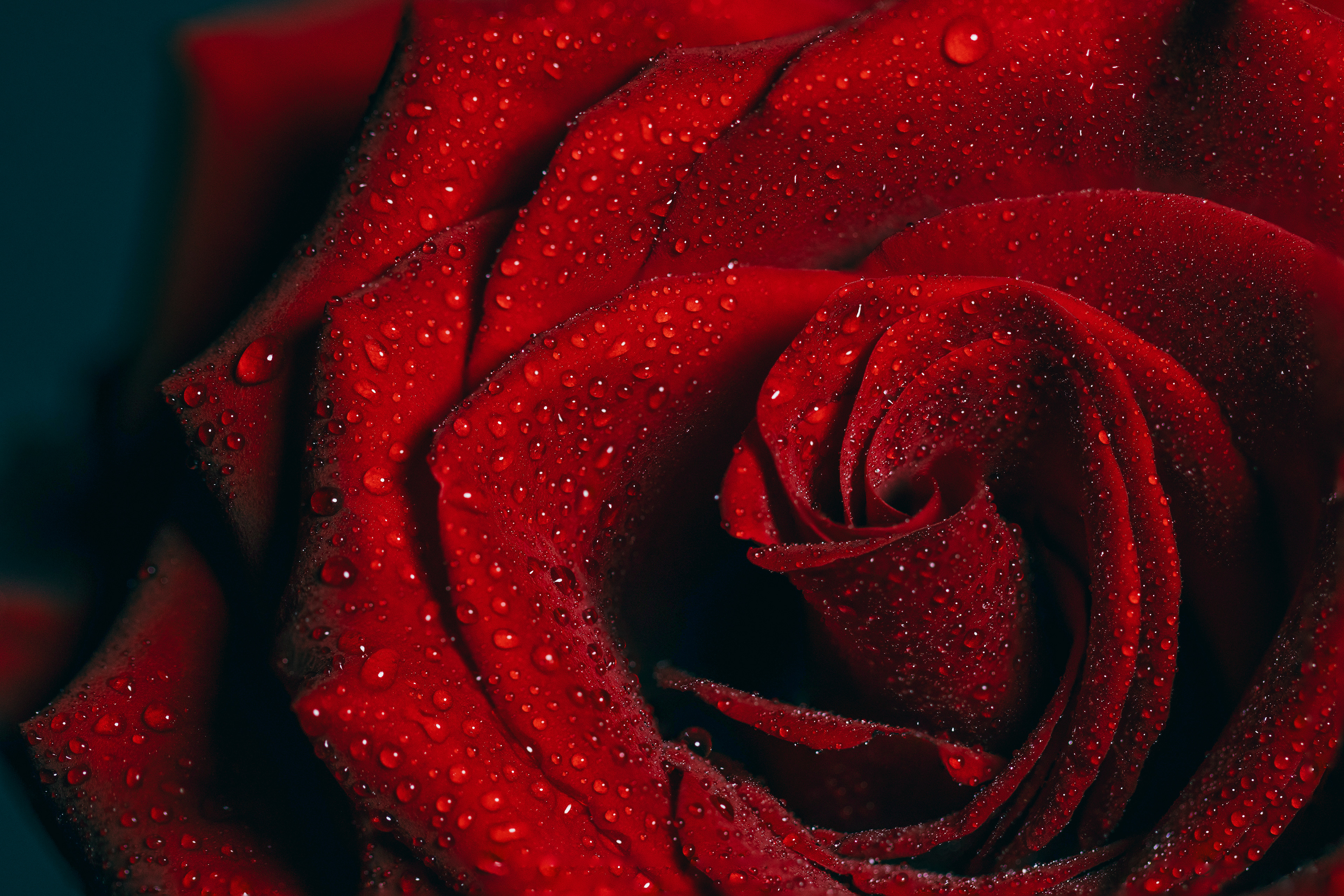 Rose Study, Digital Focus Stacked image, Jan 23, 2026