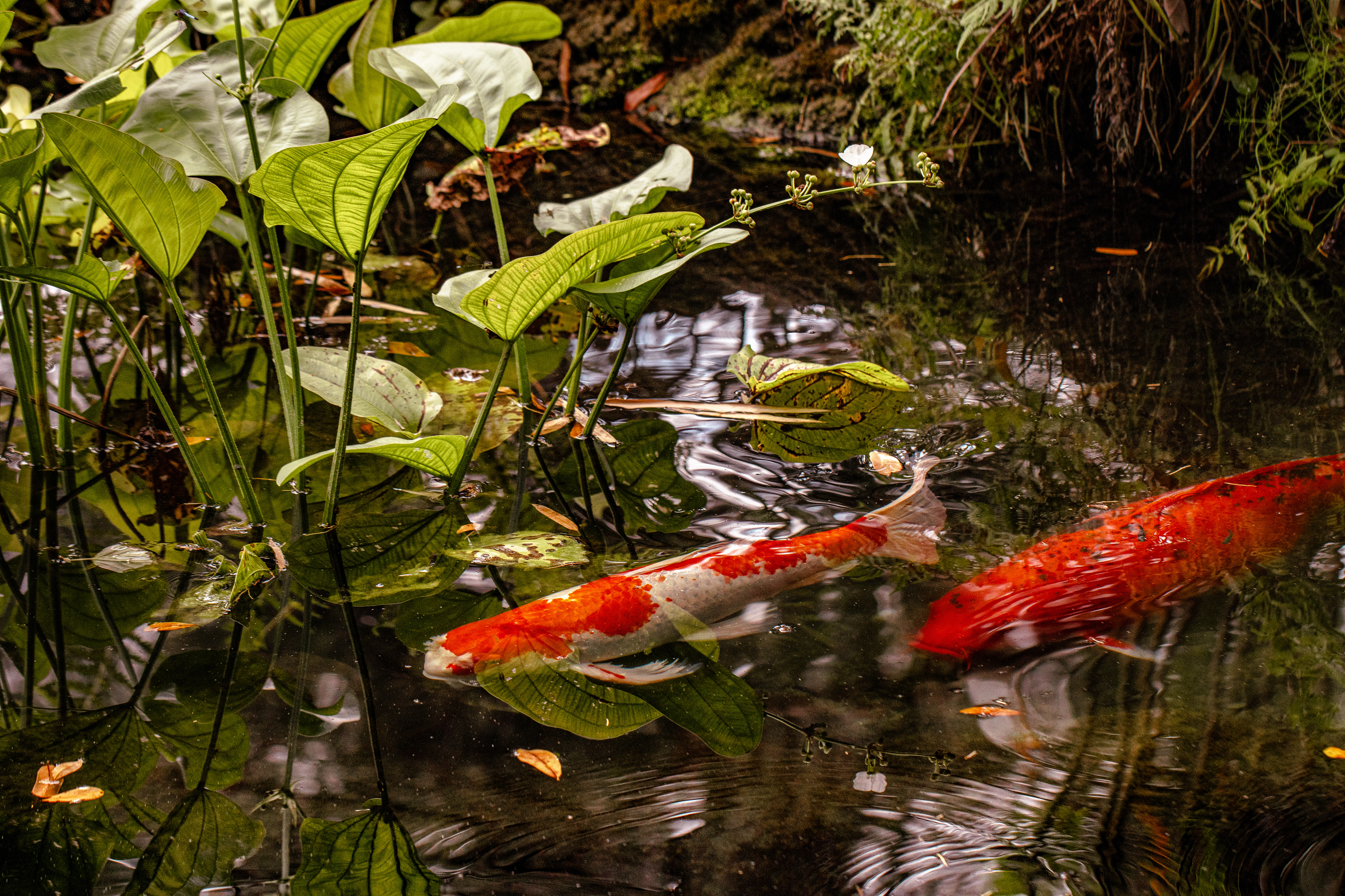 Koi Pond, Digital Photograph, May 3, 2025