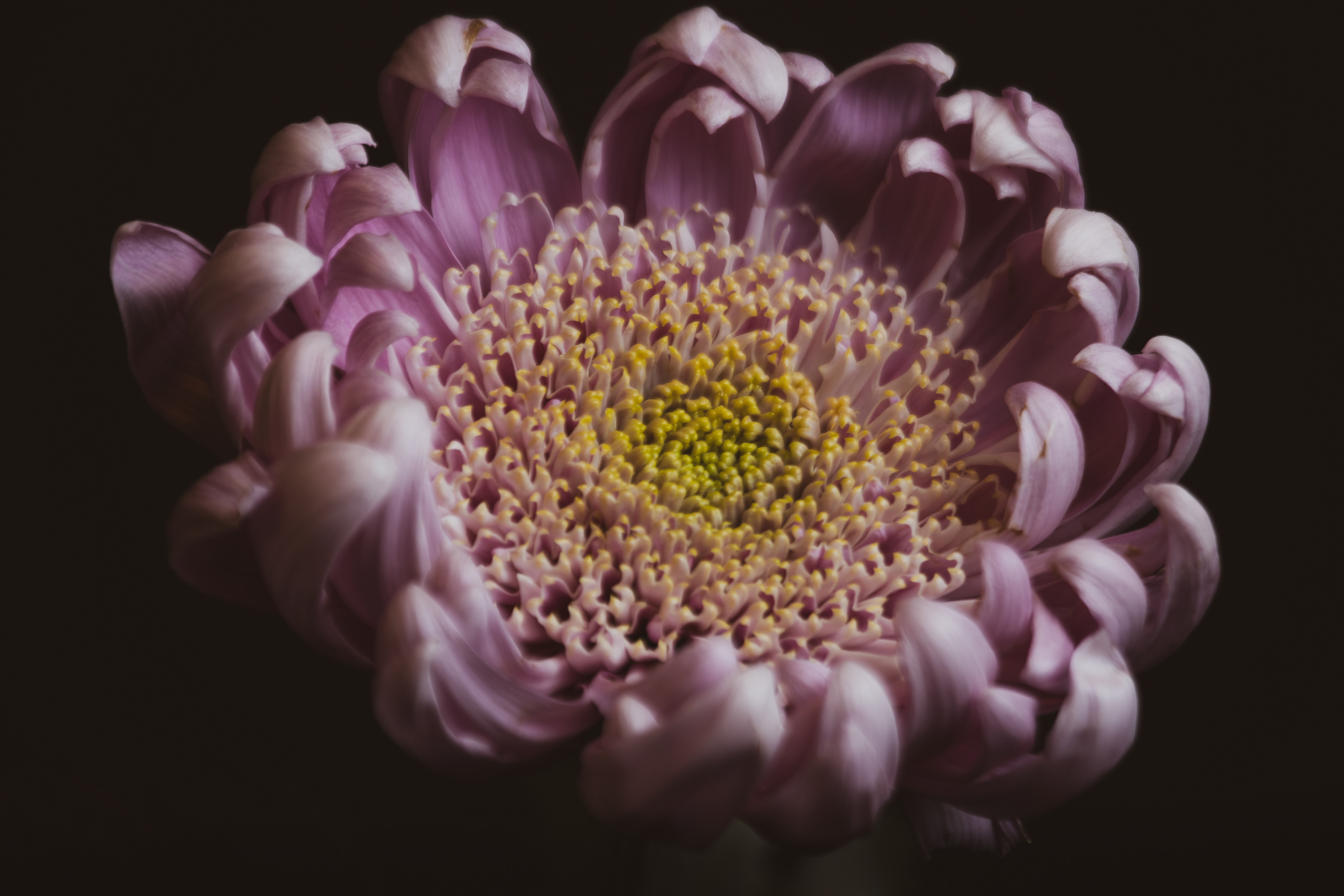 Chrysanthemum, Digital Photograph, Jan 21, 2026