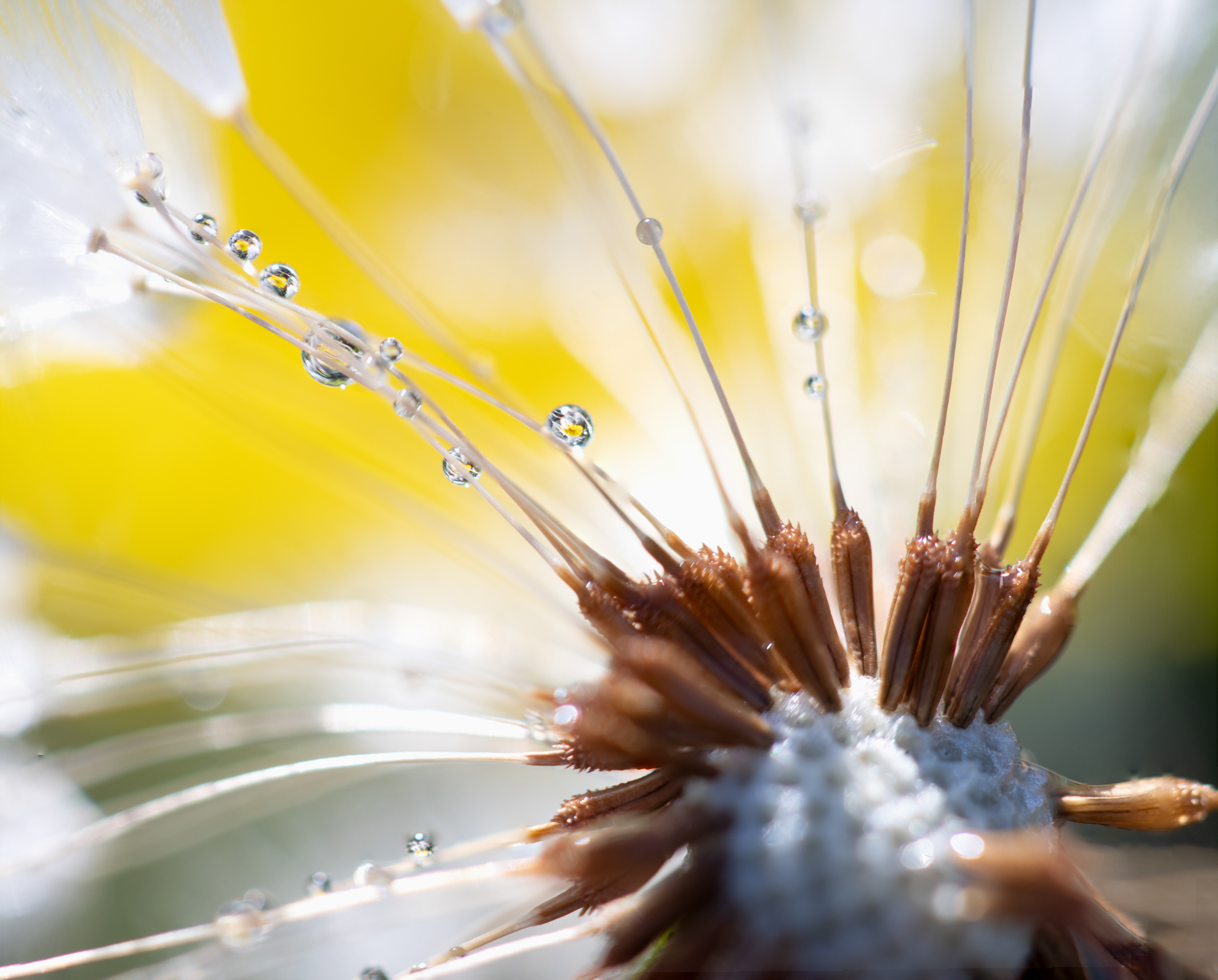 Dandelion Refractions, Digital Focus stacked image, Jan 13, 2026