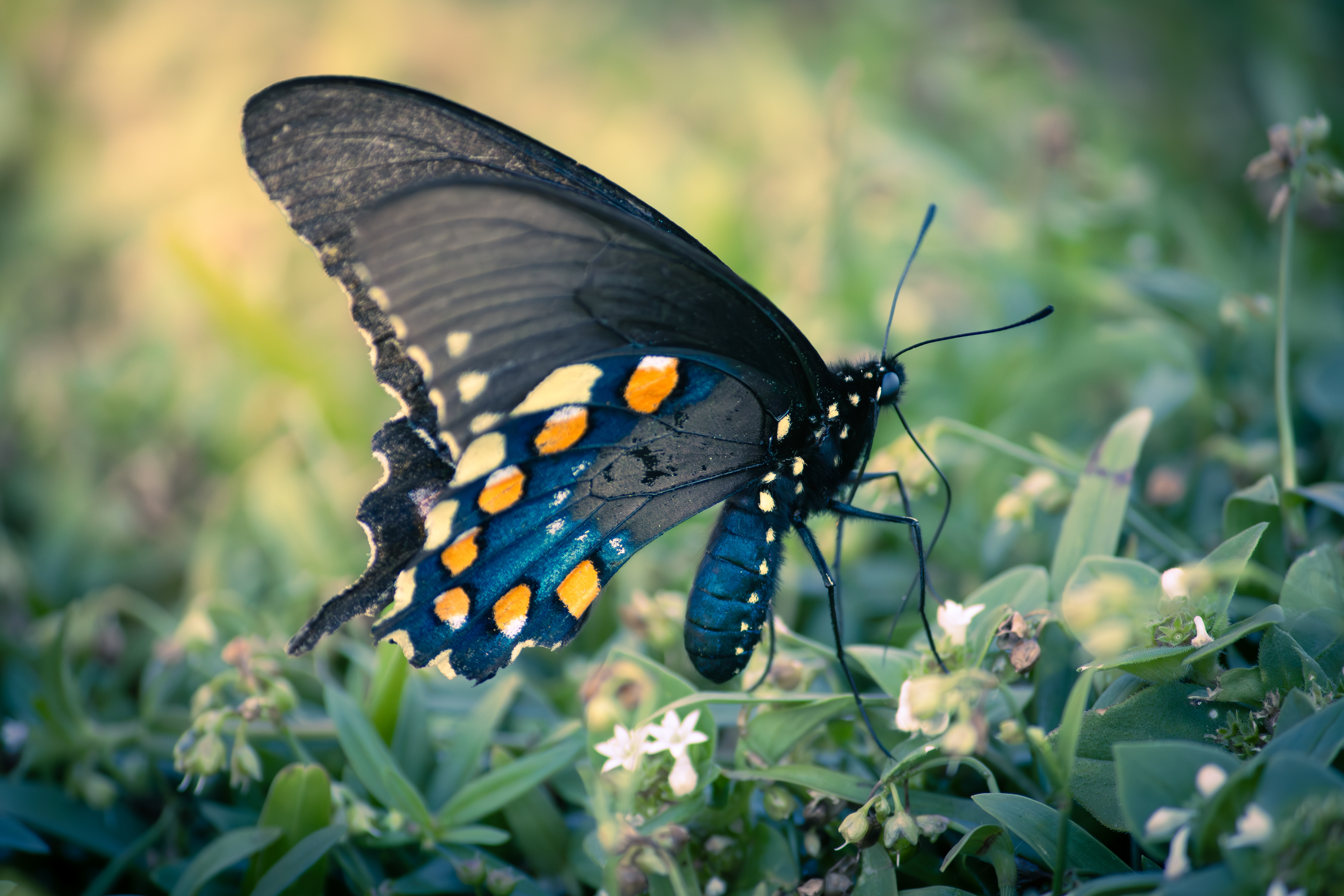 Pipevine Swallowtail, Digital Photograph, Oct 12, 2025