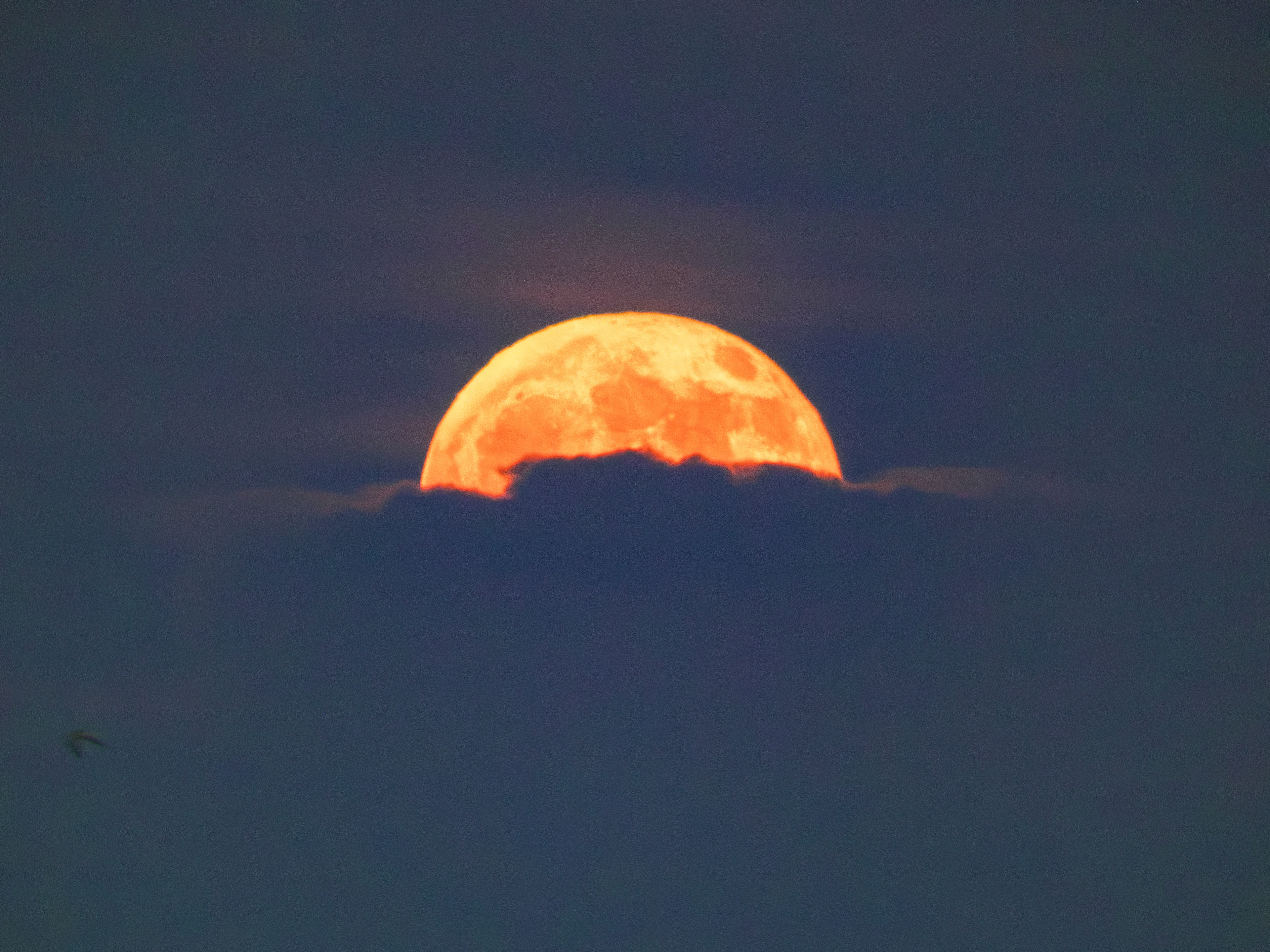 Harvest Moon, Digital Photograph, Sep 8, 2025