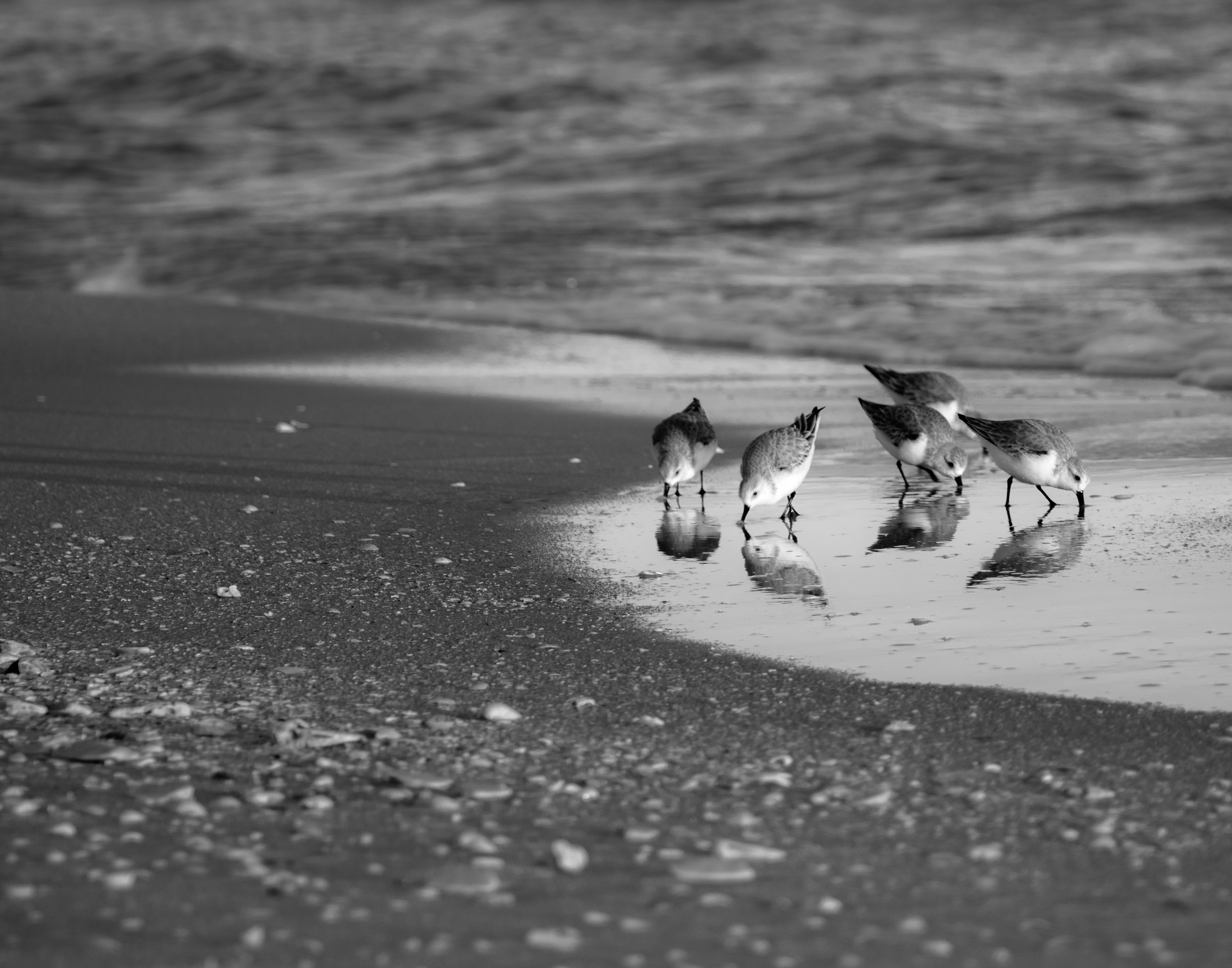 Sanderlings, Digital Photograph, Jan 15, 2025