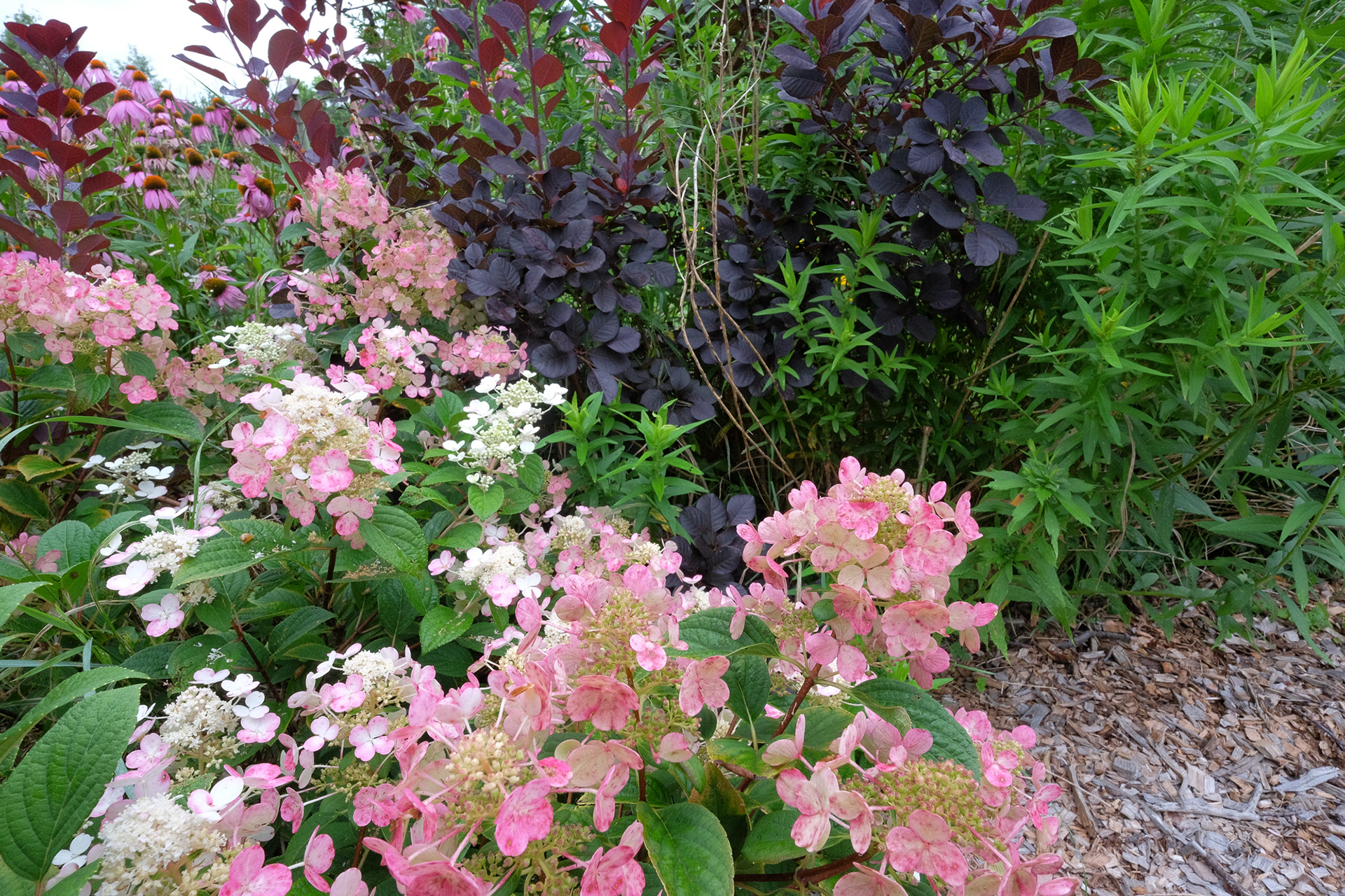 hydrangea paniculata