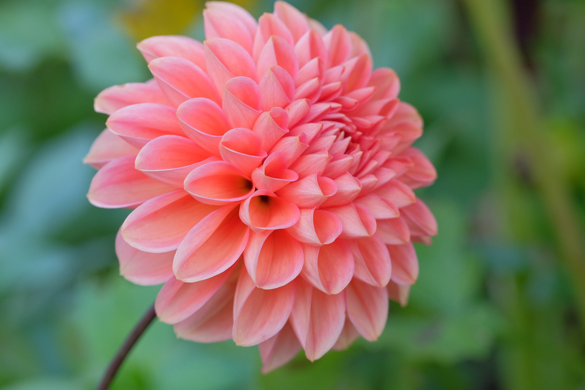 dahlia