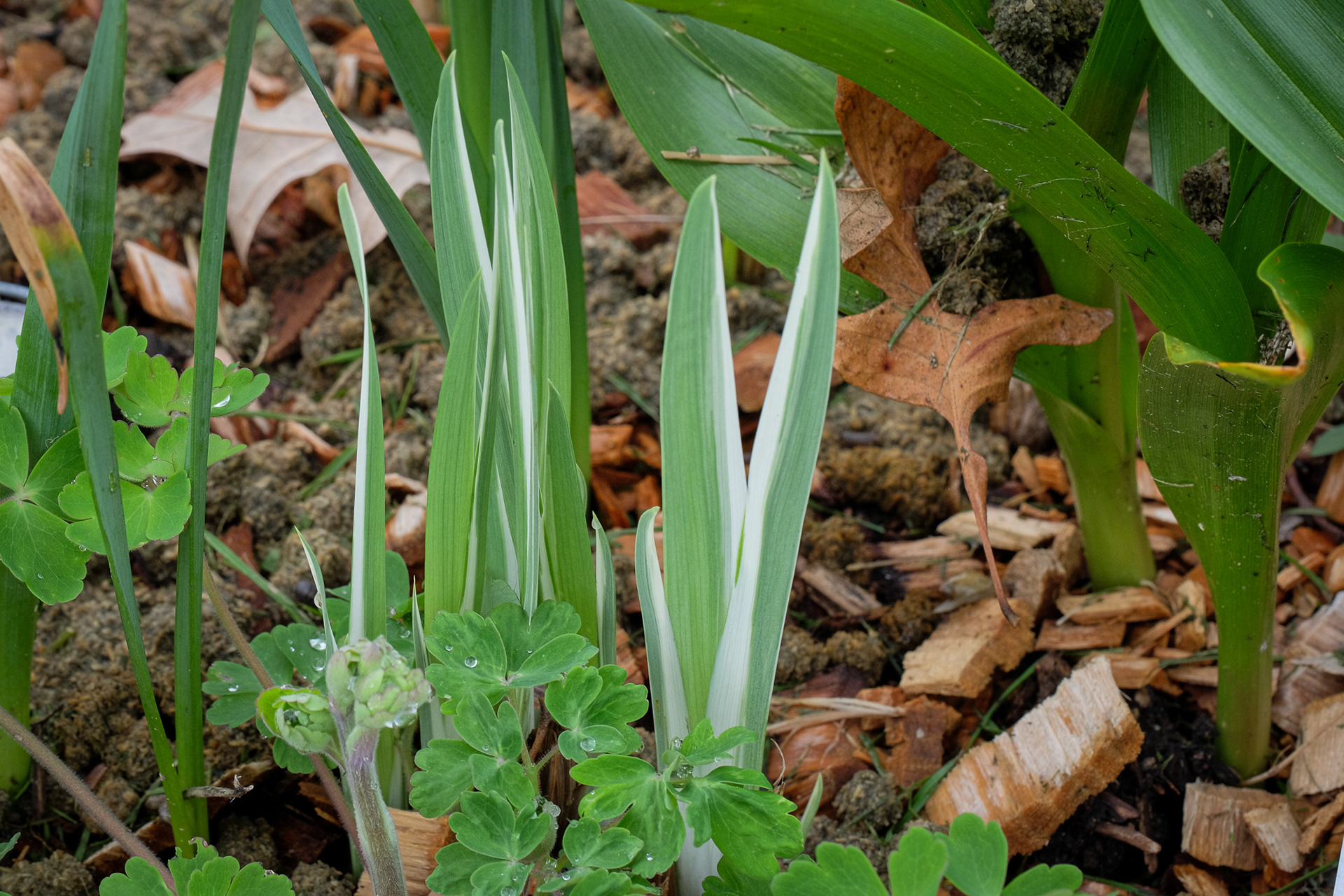 iris ensata 'Silverband'