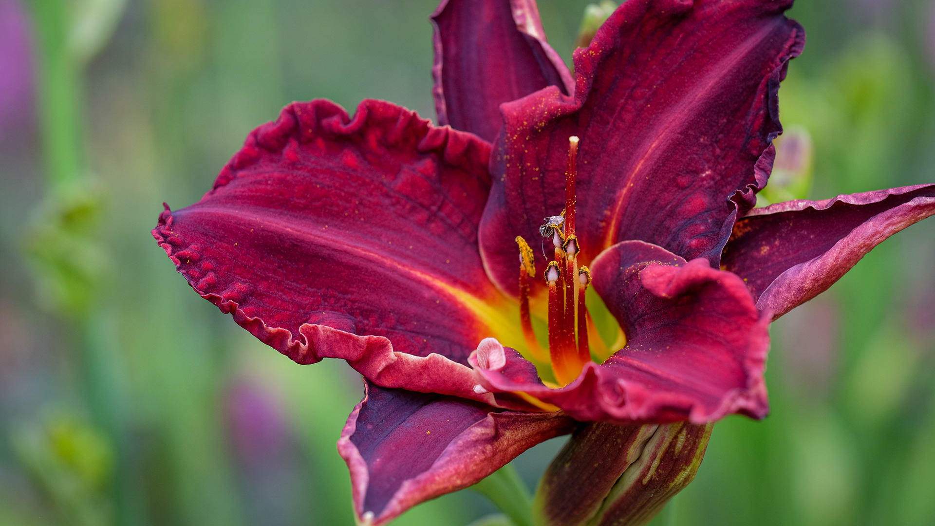 hemerocallis, daylily