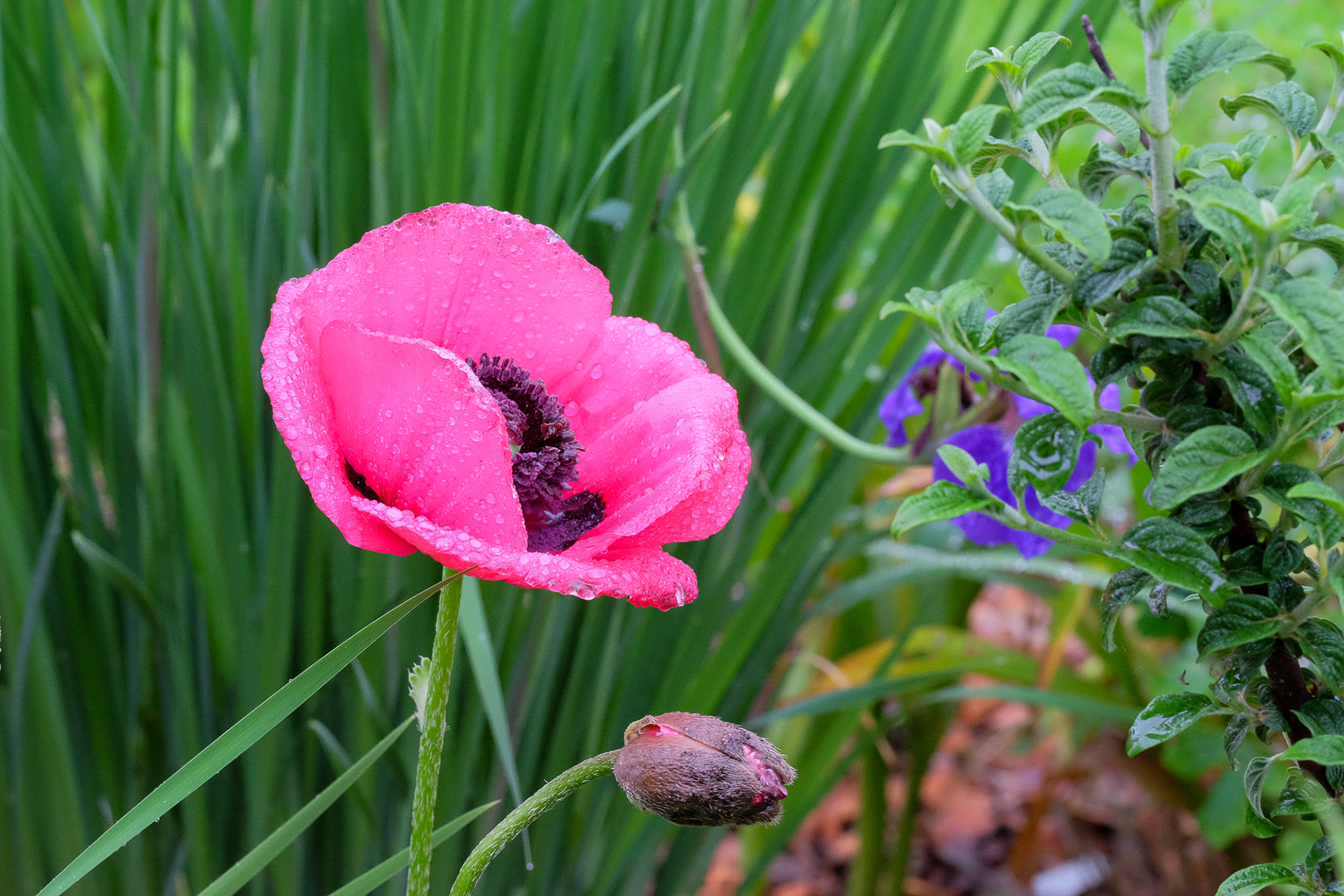 papaver orientalis 'Fruit Punch'