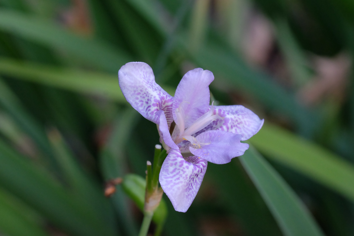 iris norrisii