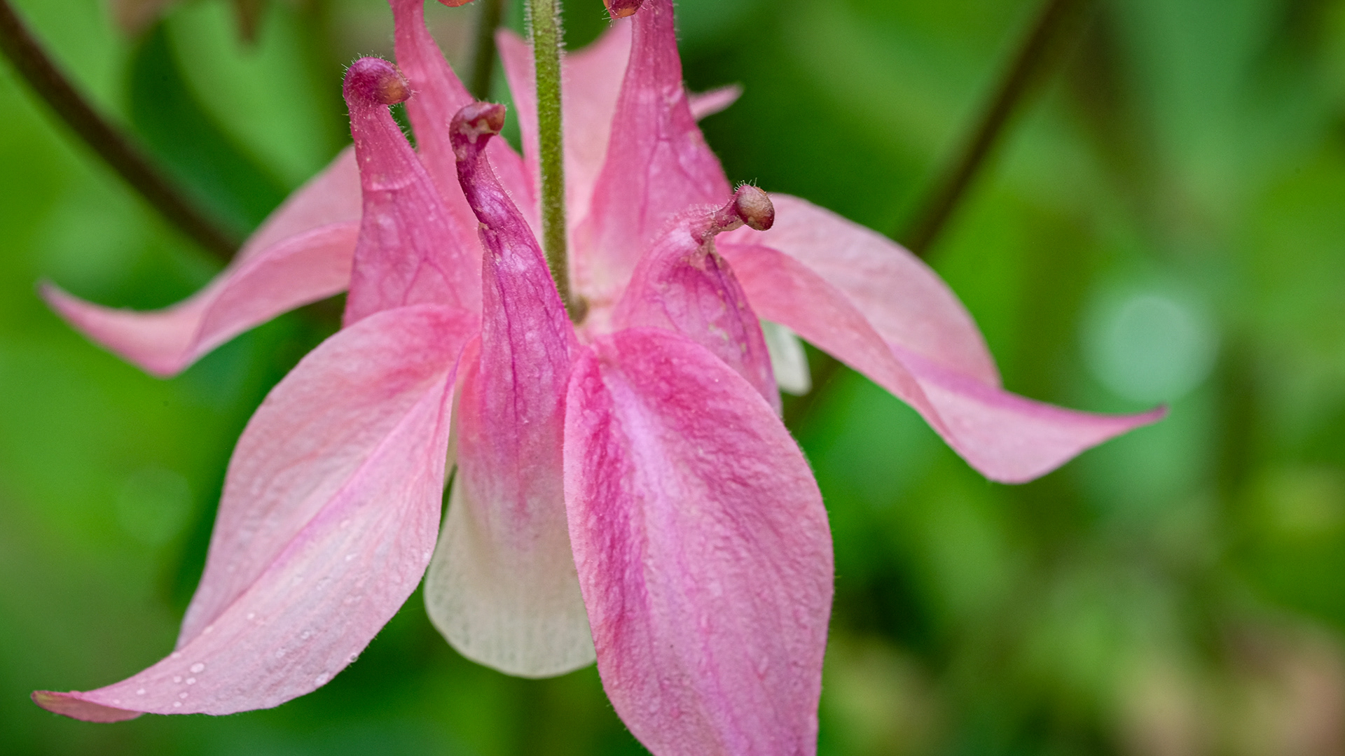 aquilegia, columbine