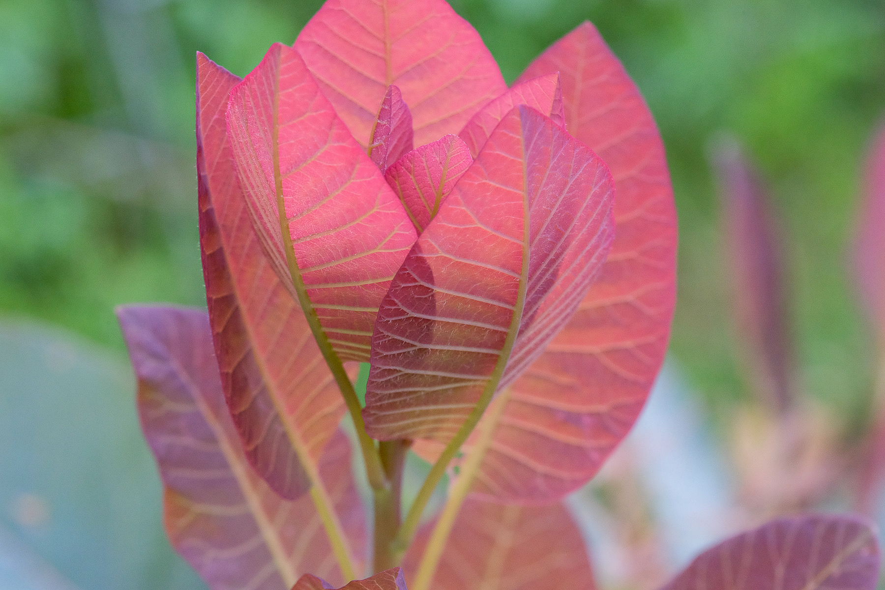 cotinus coggygria 'Royal Purple'