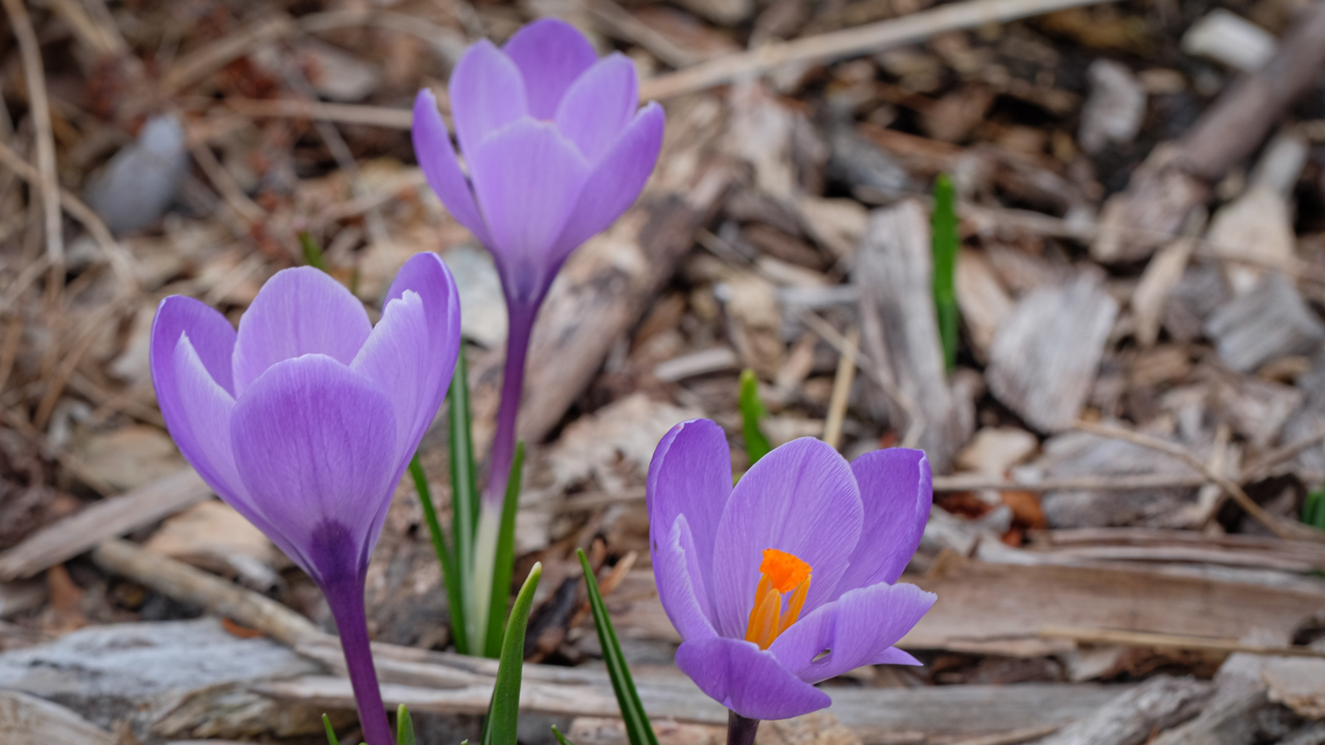 crocus