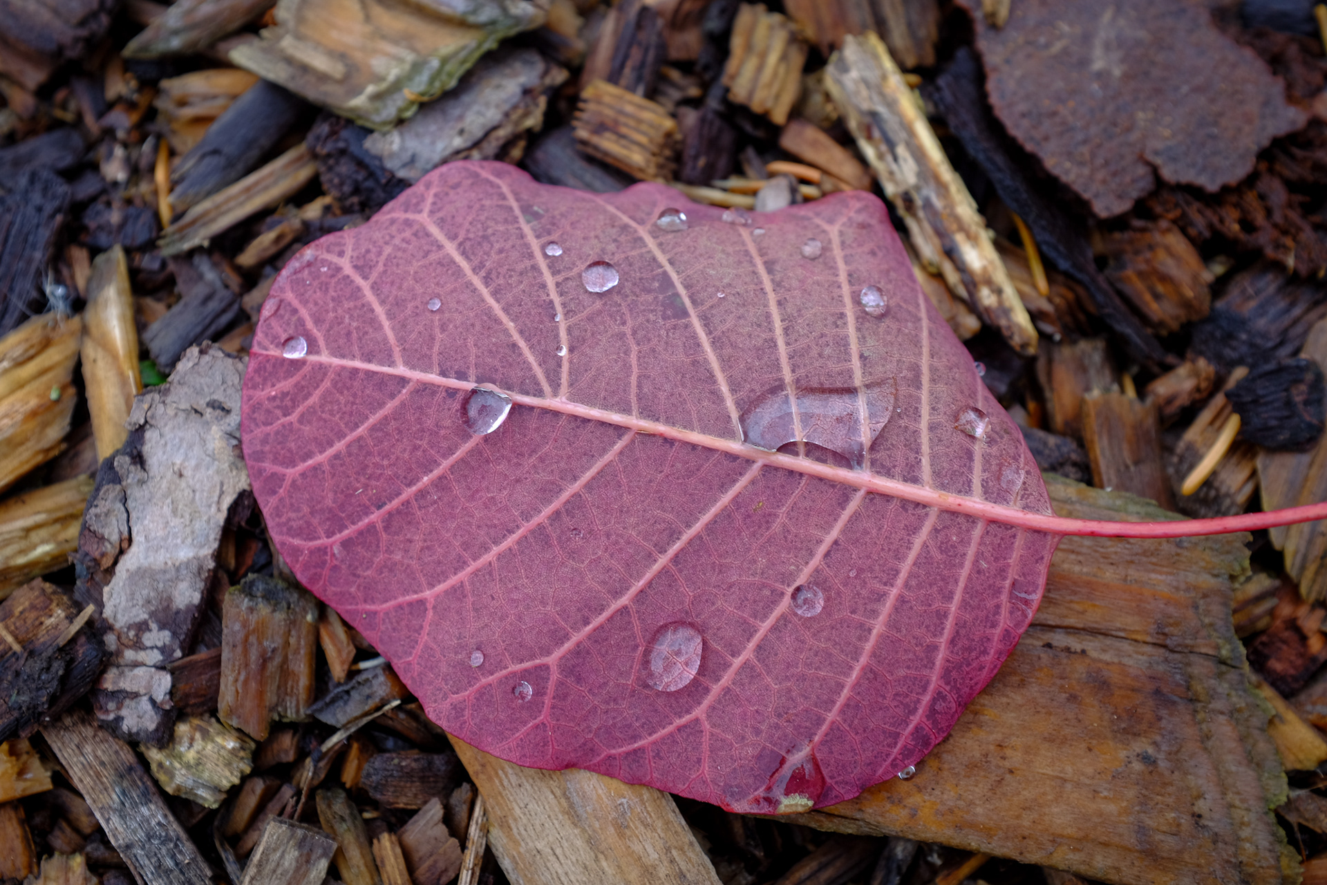 Purple Smokebush, Cotinus coggygria 'Royal Purple'