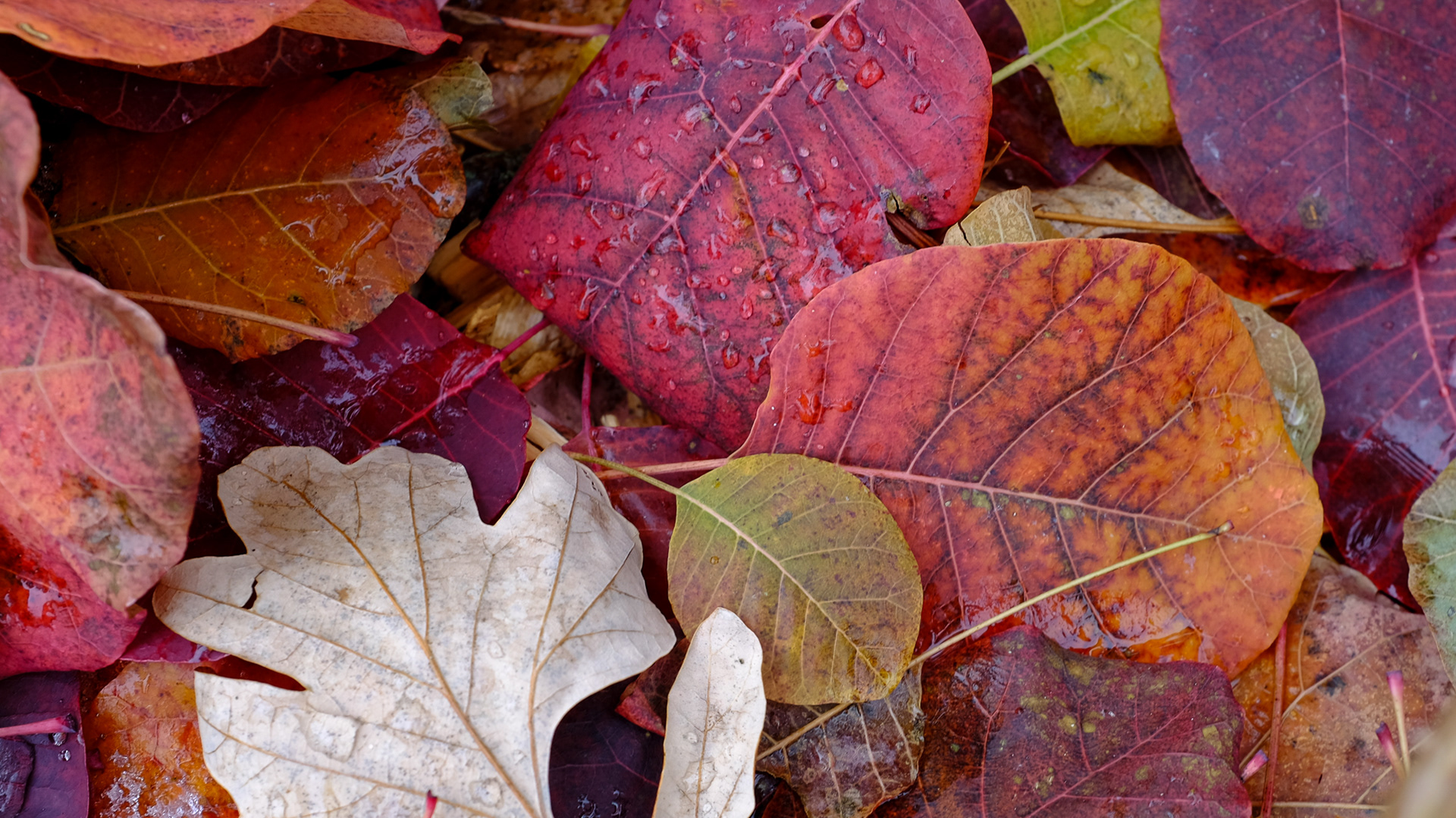 Purple Smokebush, Cotinus coggygria 'Royal Purple'