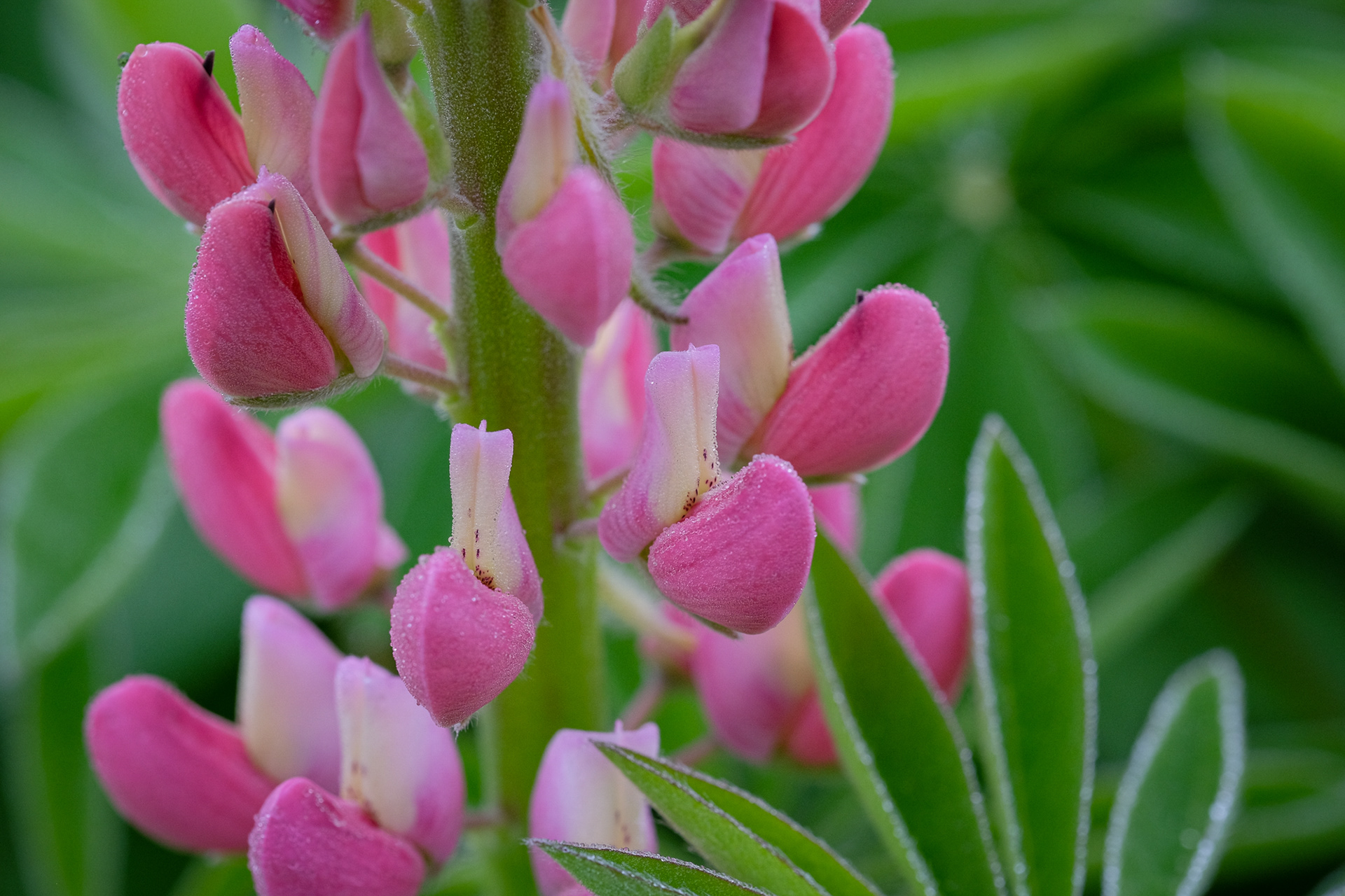lupine