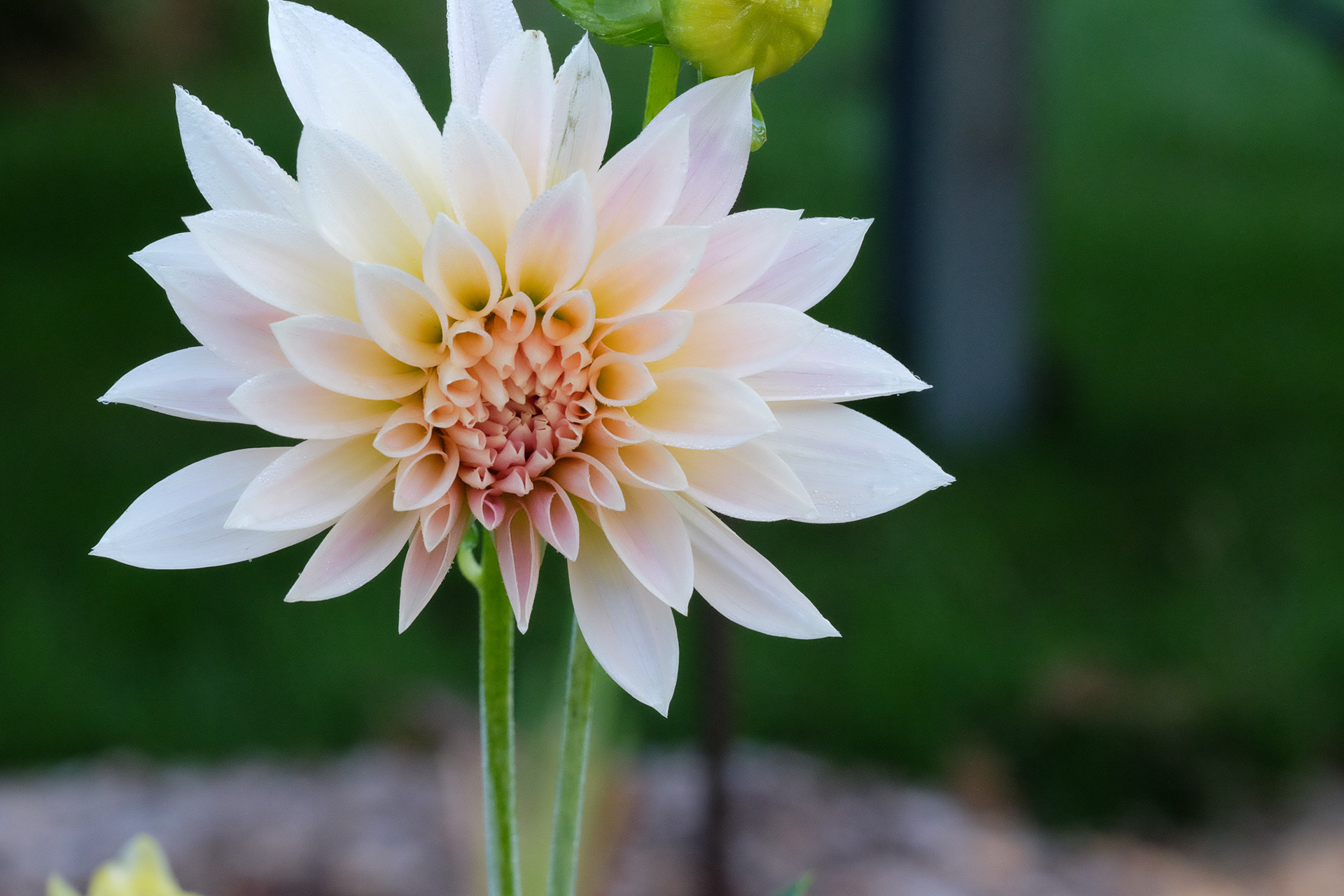 dahlia