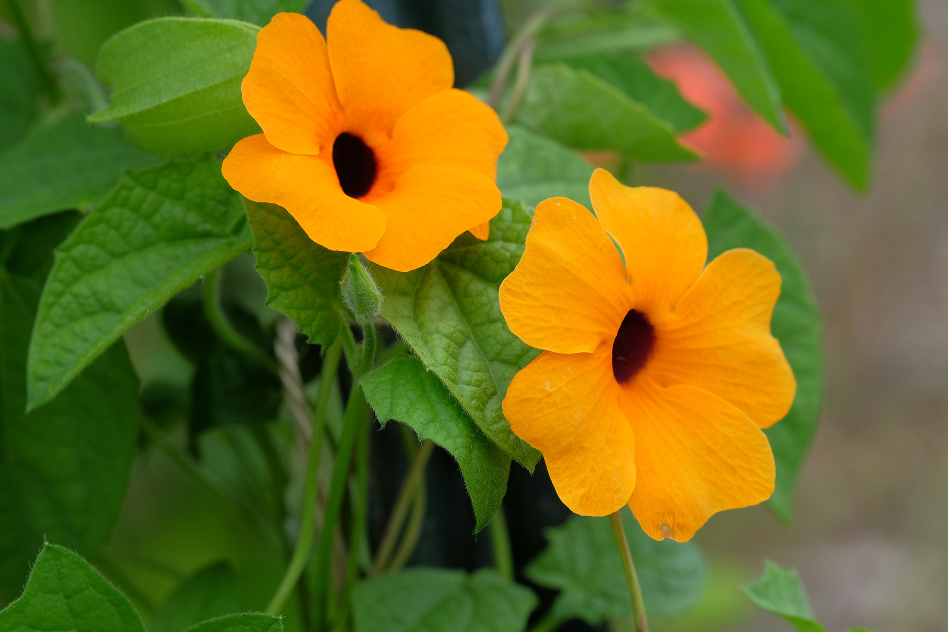 thumbergia, black-eyed Susan vine
