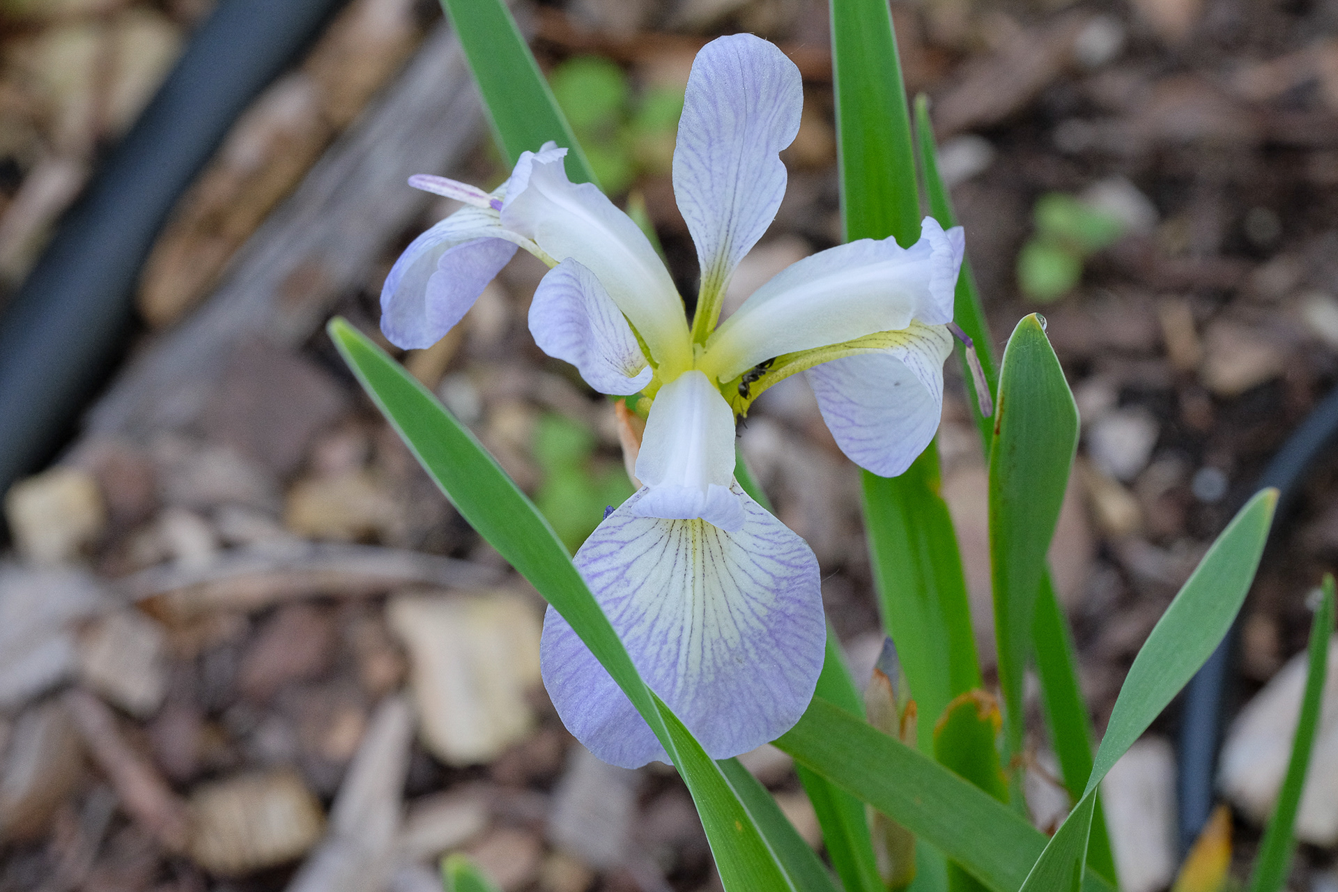 iris versicolor 'Whodunit OP' from SIGNA seed