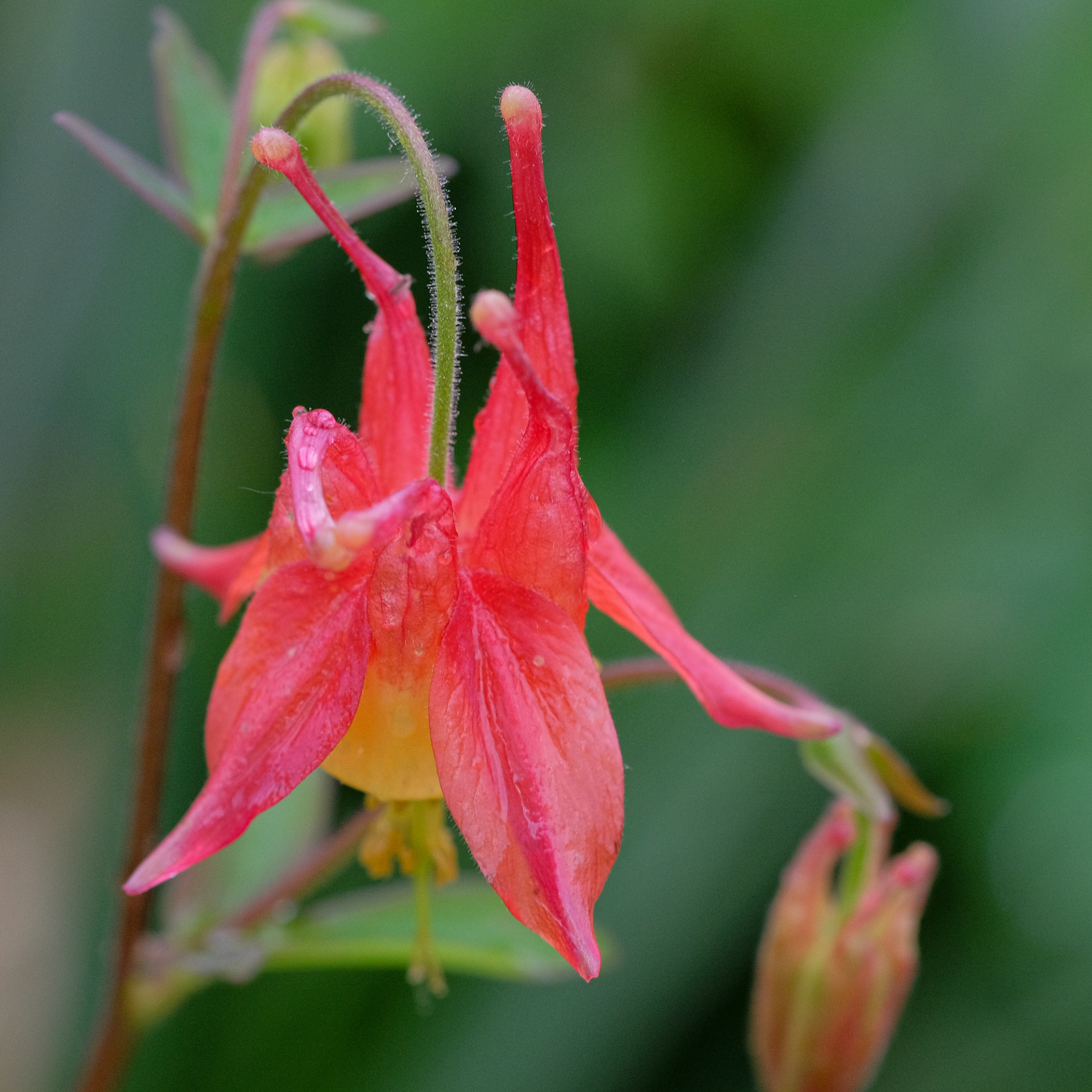 aquilegia canadensis