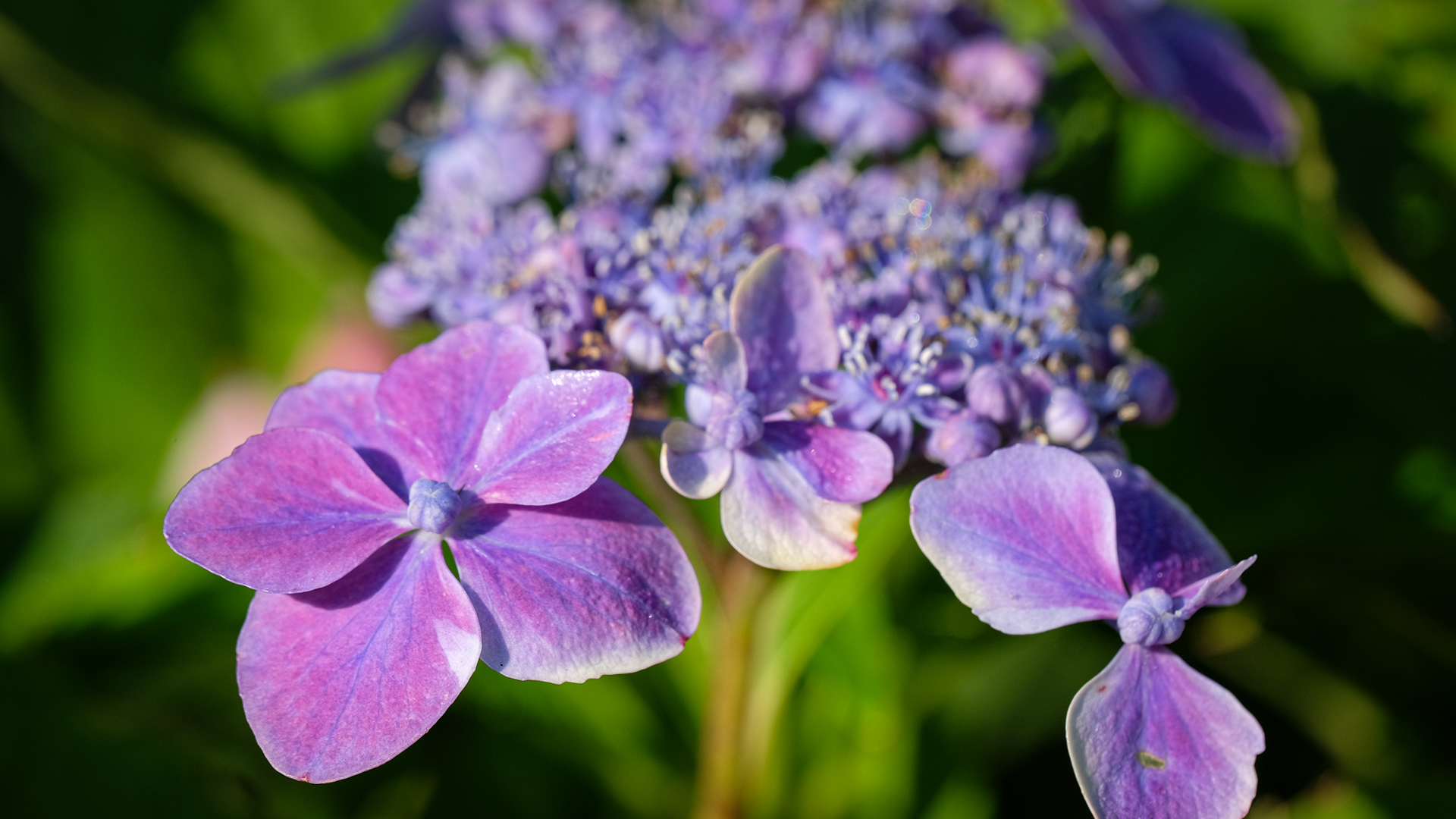 Hydrangea macrophylla