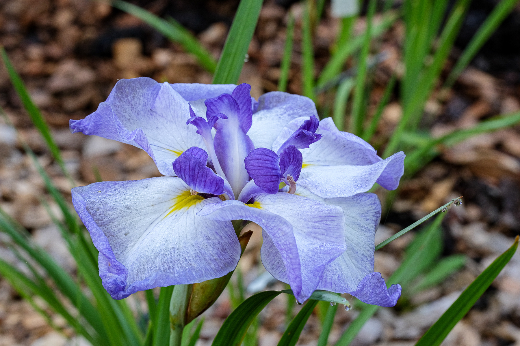 ensata 'Cascade Crest'