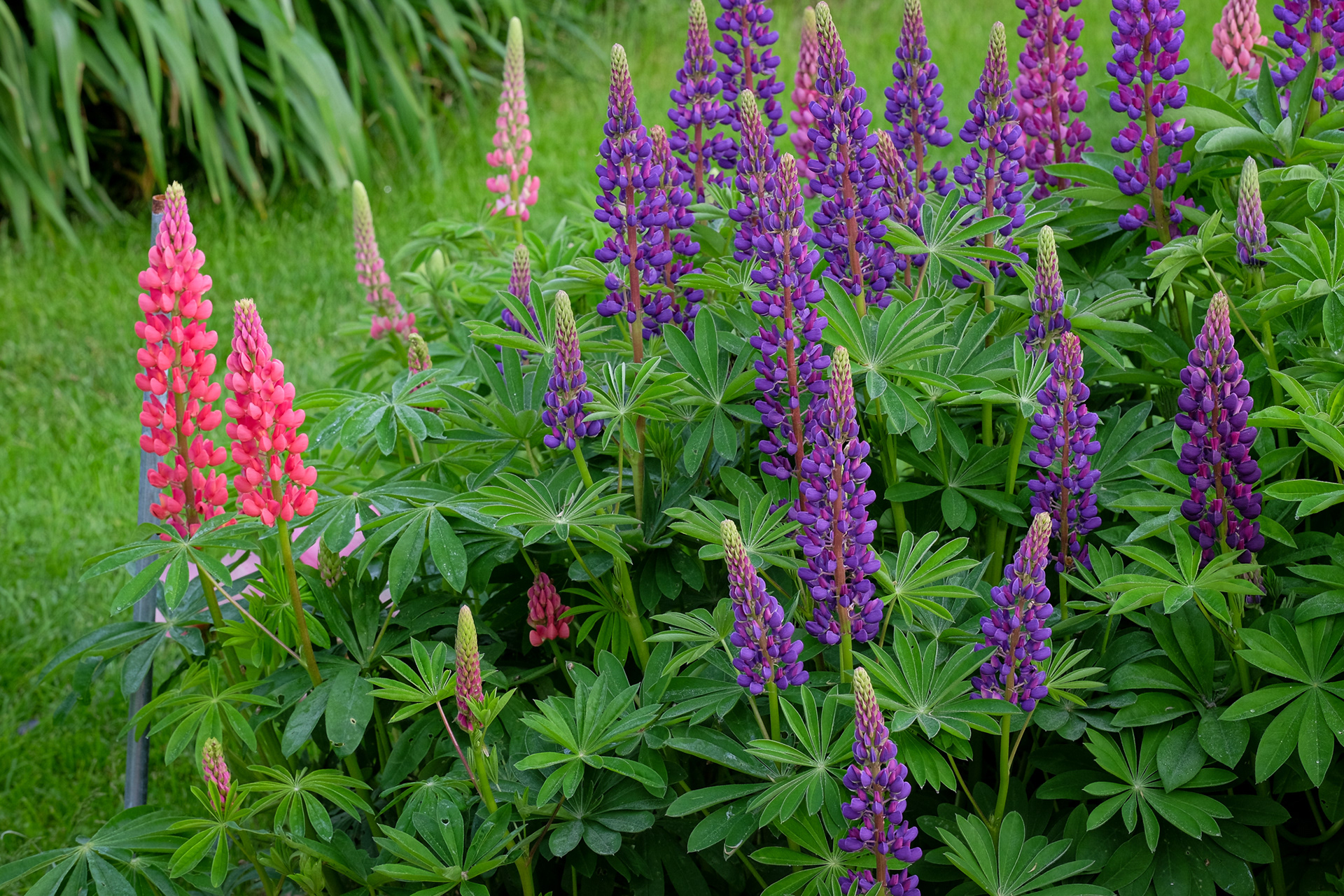 lupine