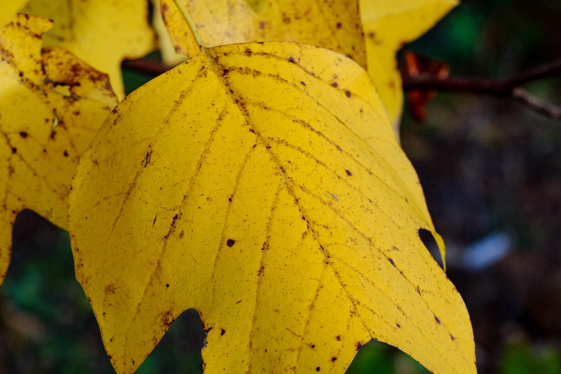 Liriodendron