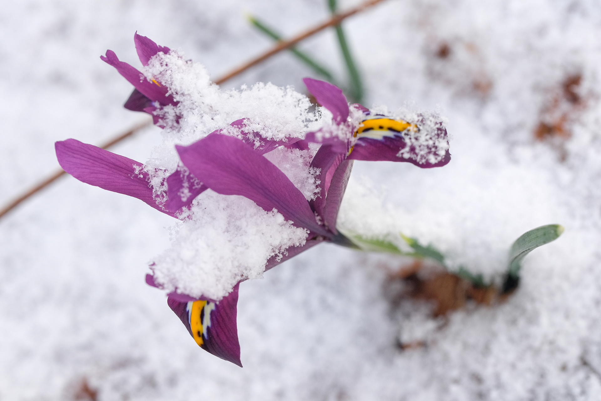 iris reticulata