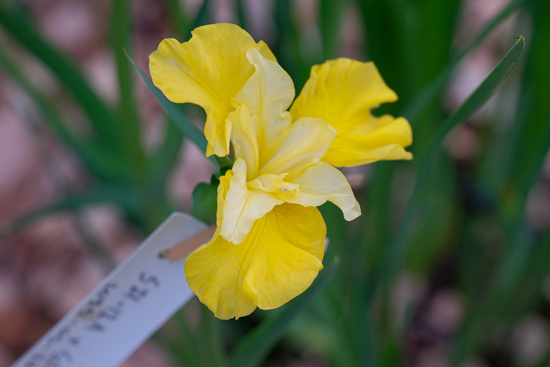SIB seedling from Schafer/Sacks