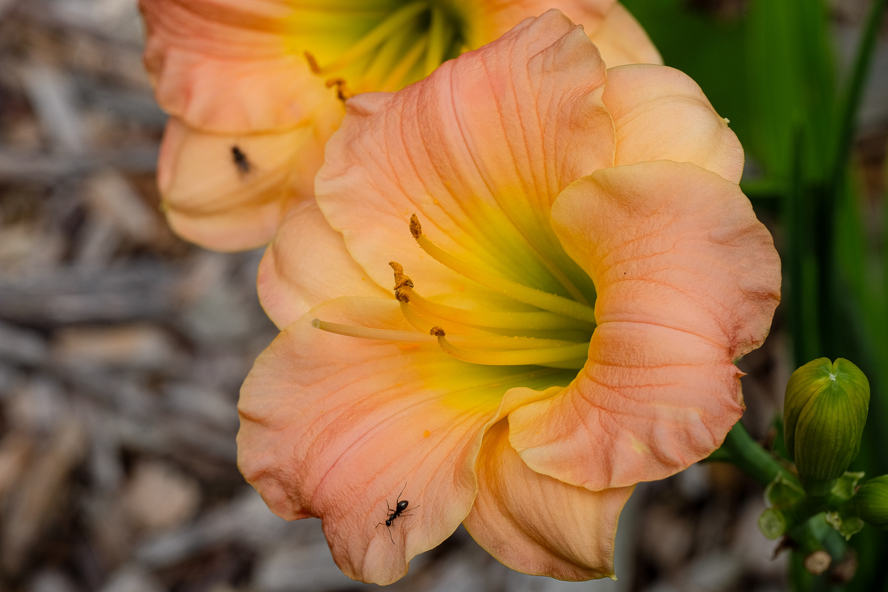 hemerocallis NOID