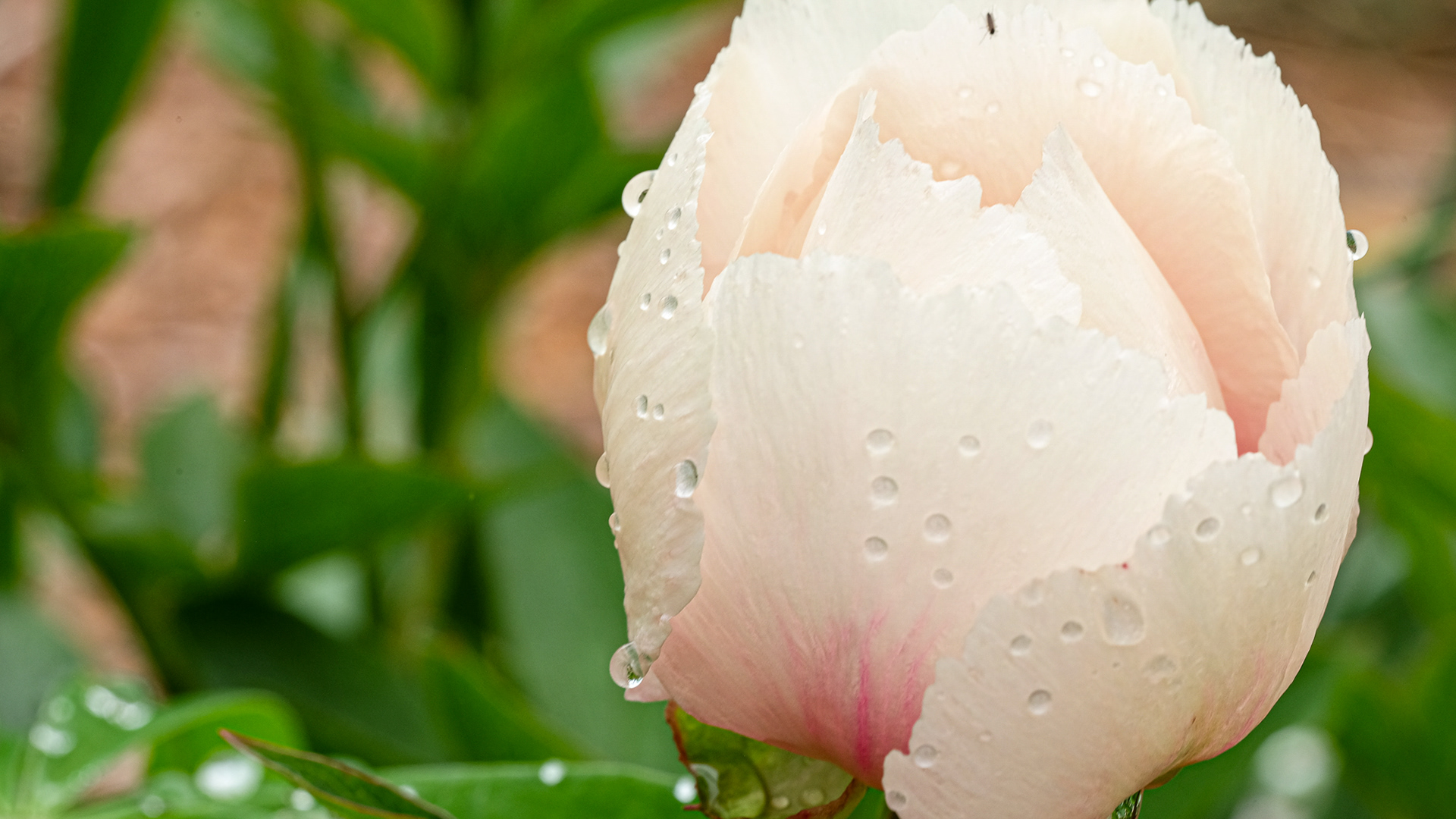 hybrid peony 'Athena'