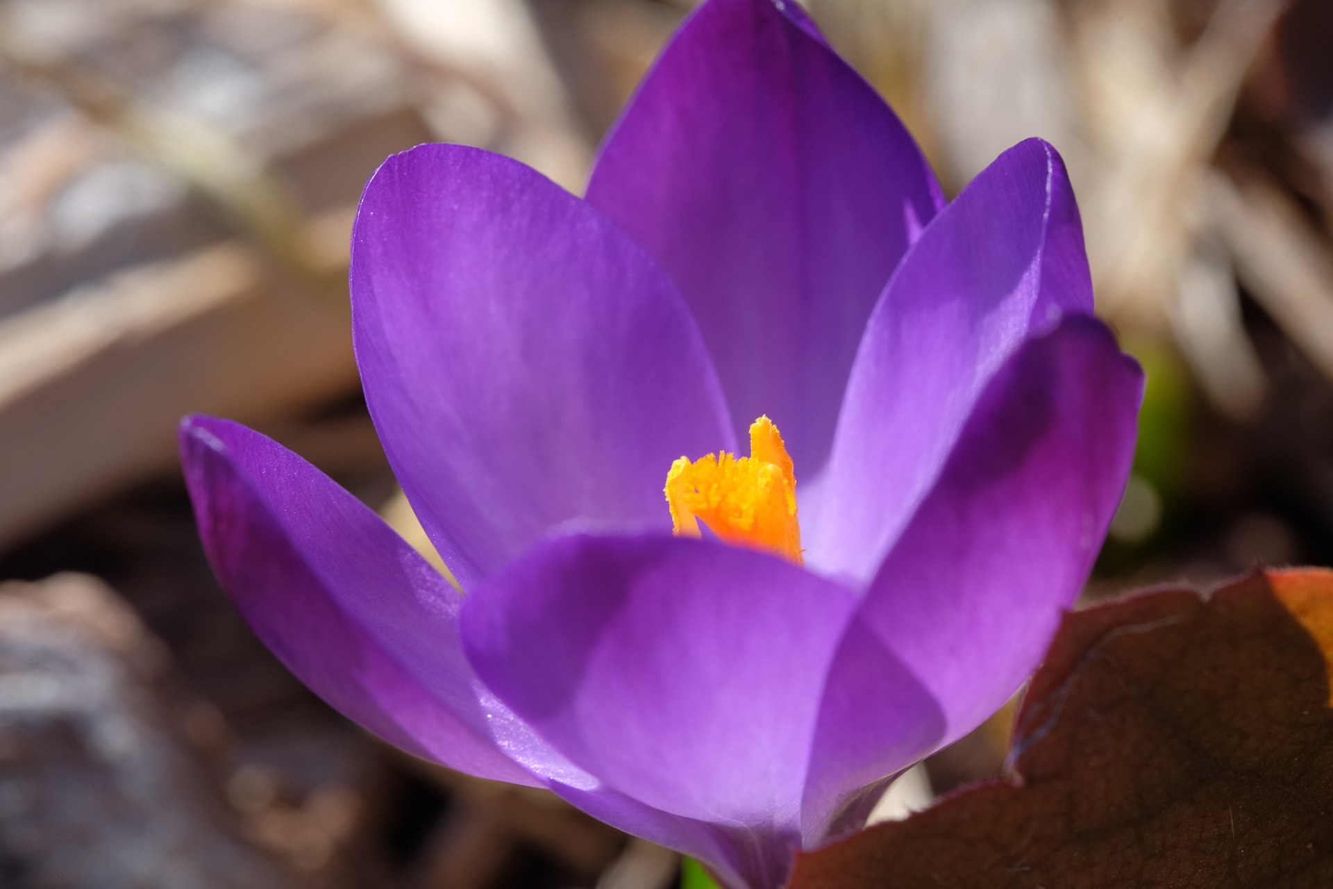crocus