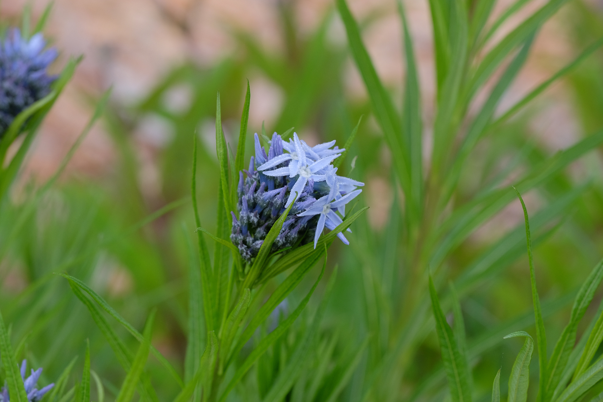 amsonia hubrechtii hybrid