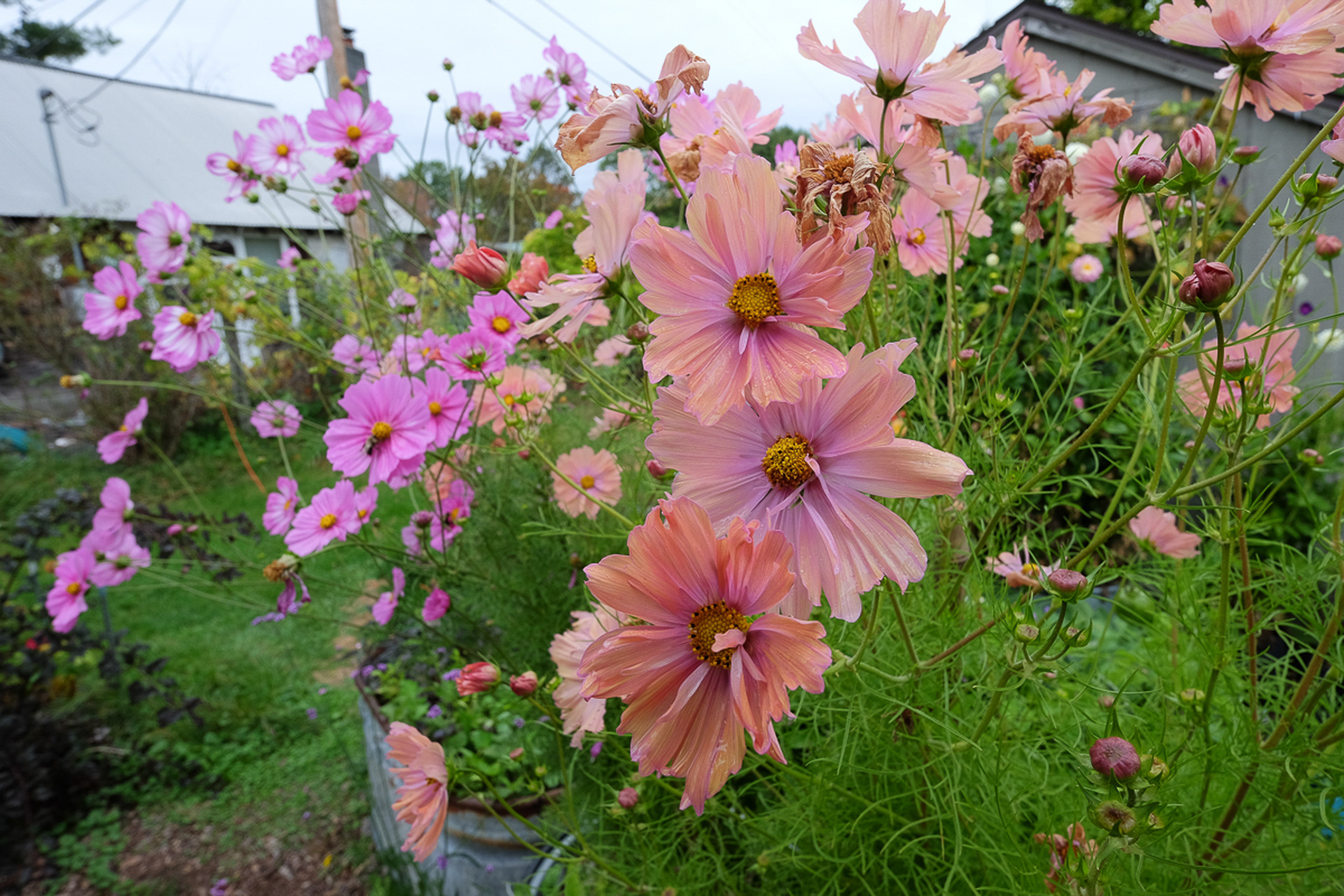 cosmos 'Apricotta'