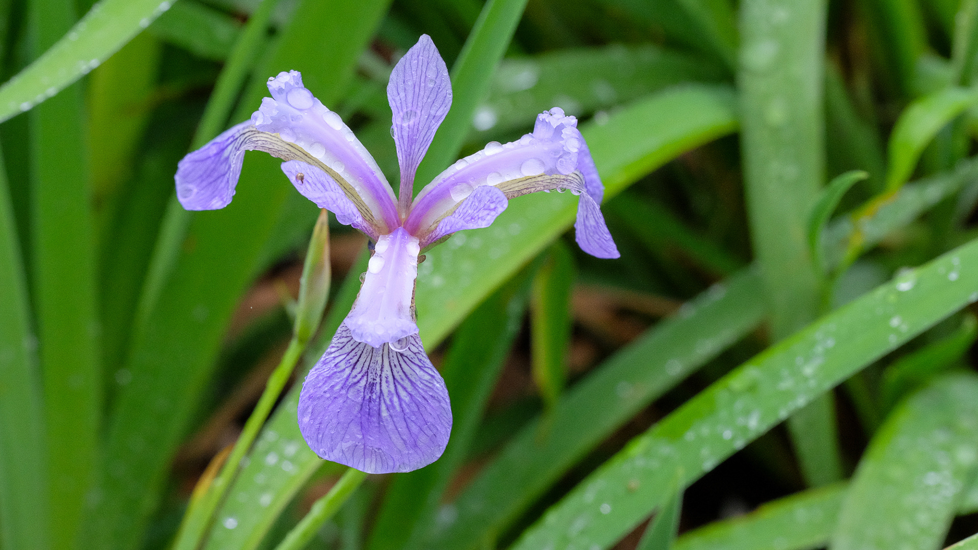 iris versicolor