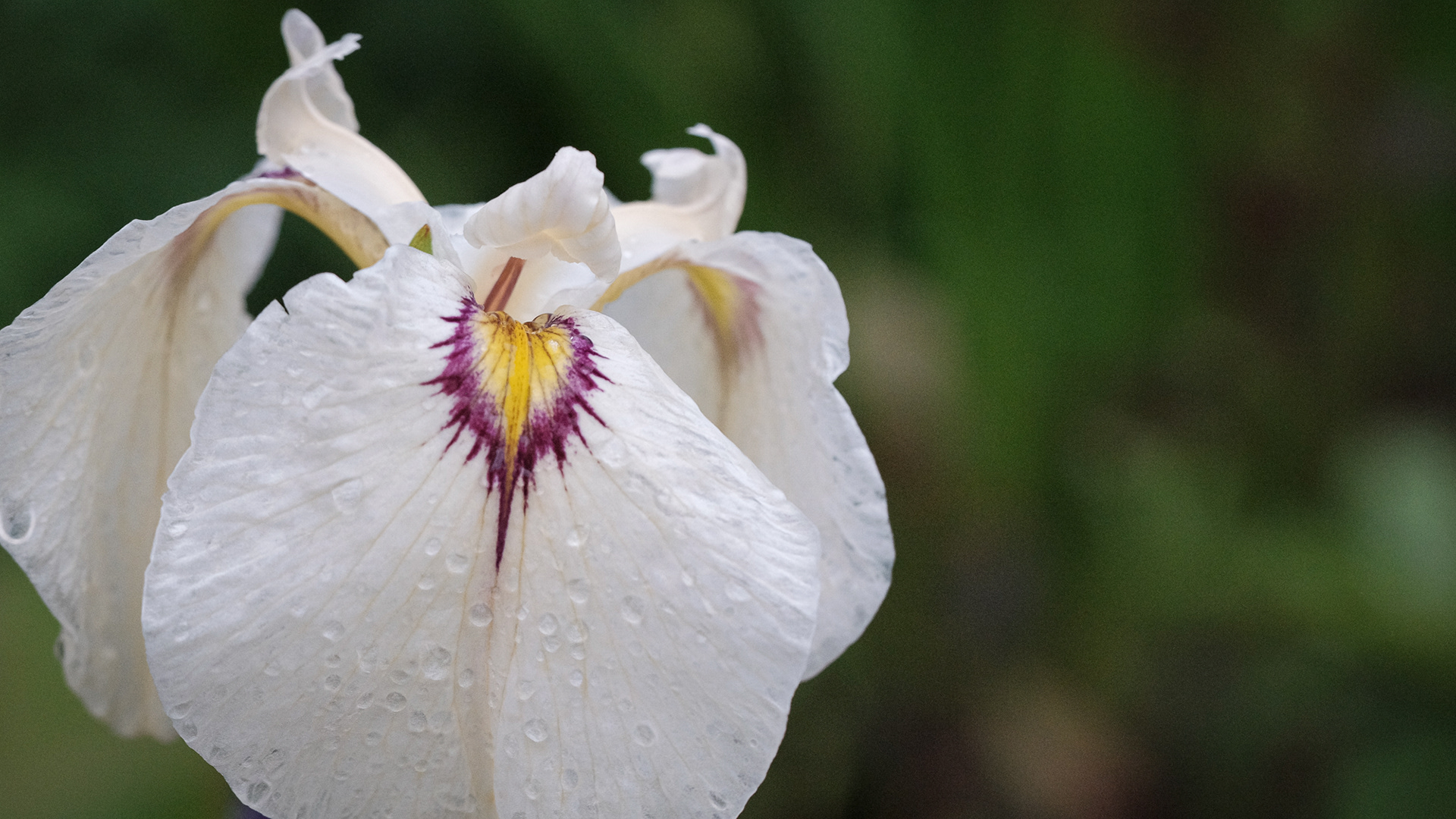 iris pseudata