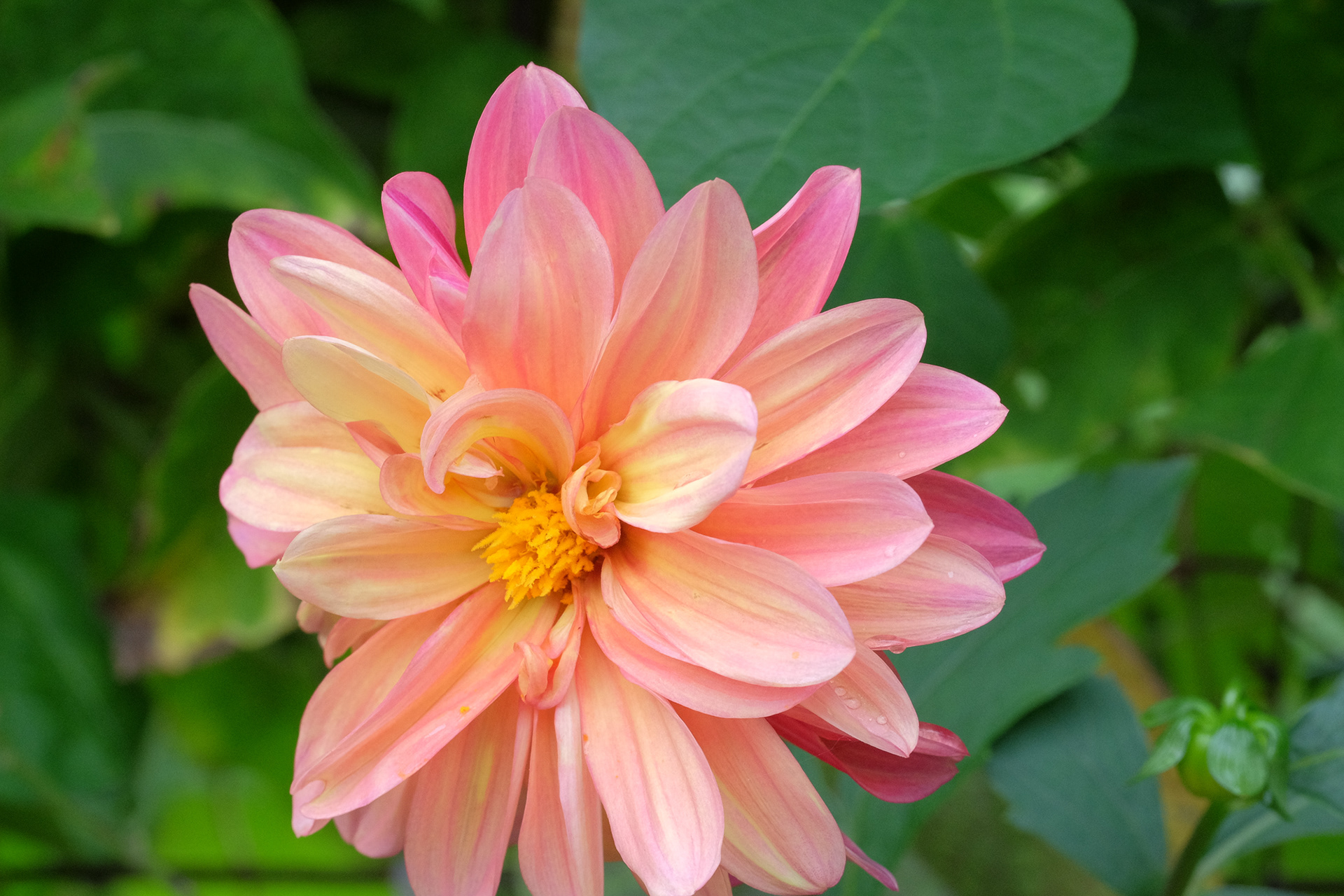 dahlia