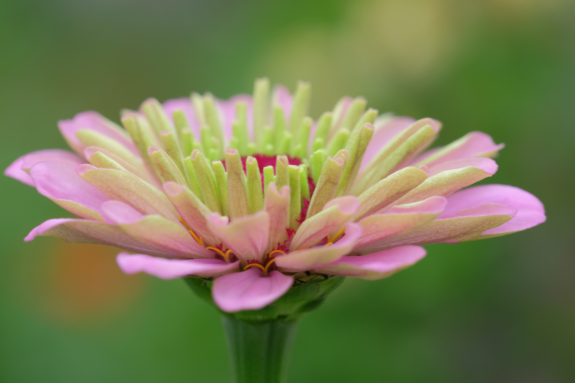 zinnia
