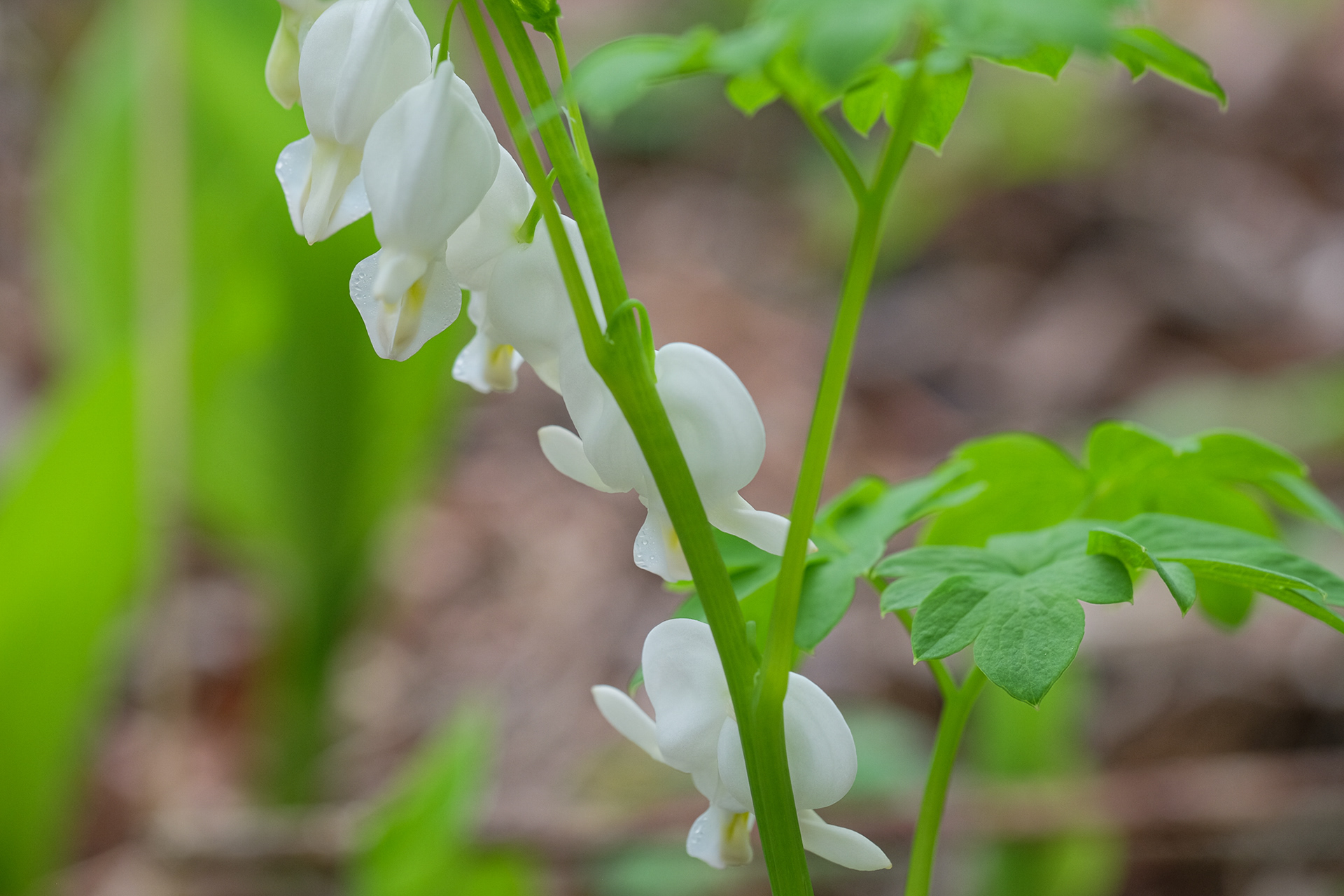 dicentra spectabilis 'Alba'