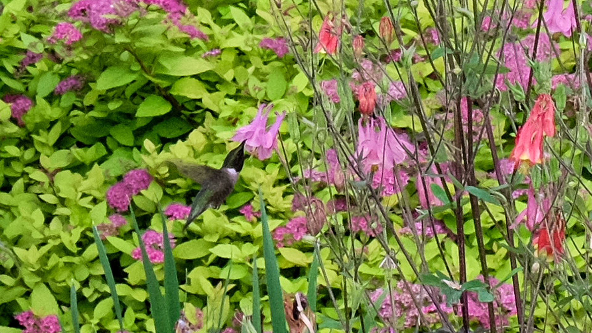 columbine in front of spirea 'Goldmound'