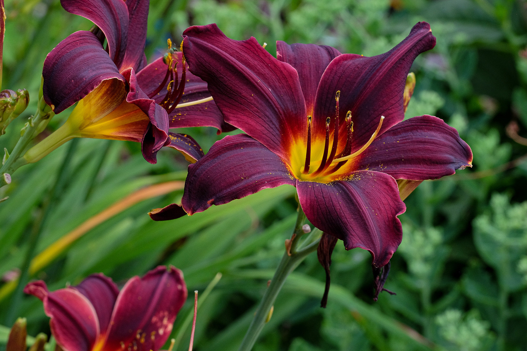 hemerocallis NOID