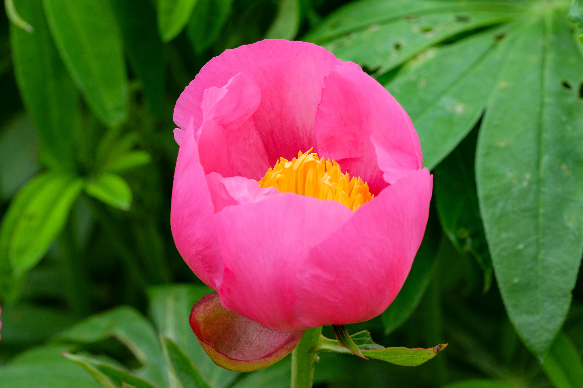 peony 'Abalone Pearl'