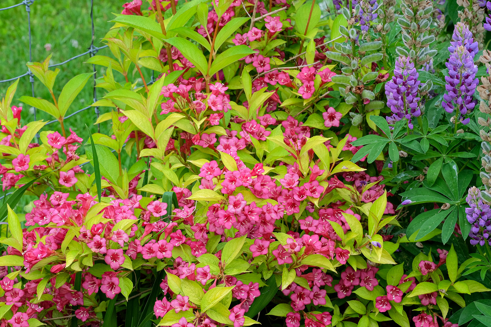 Golden Jackpot Weigela florida 'MonRigney'