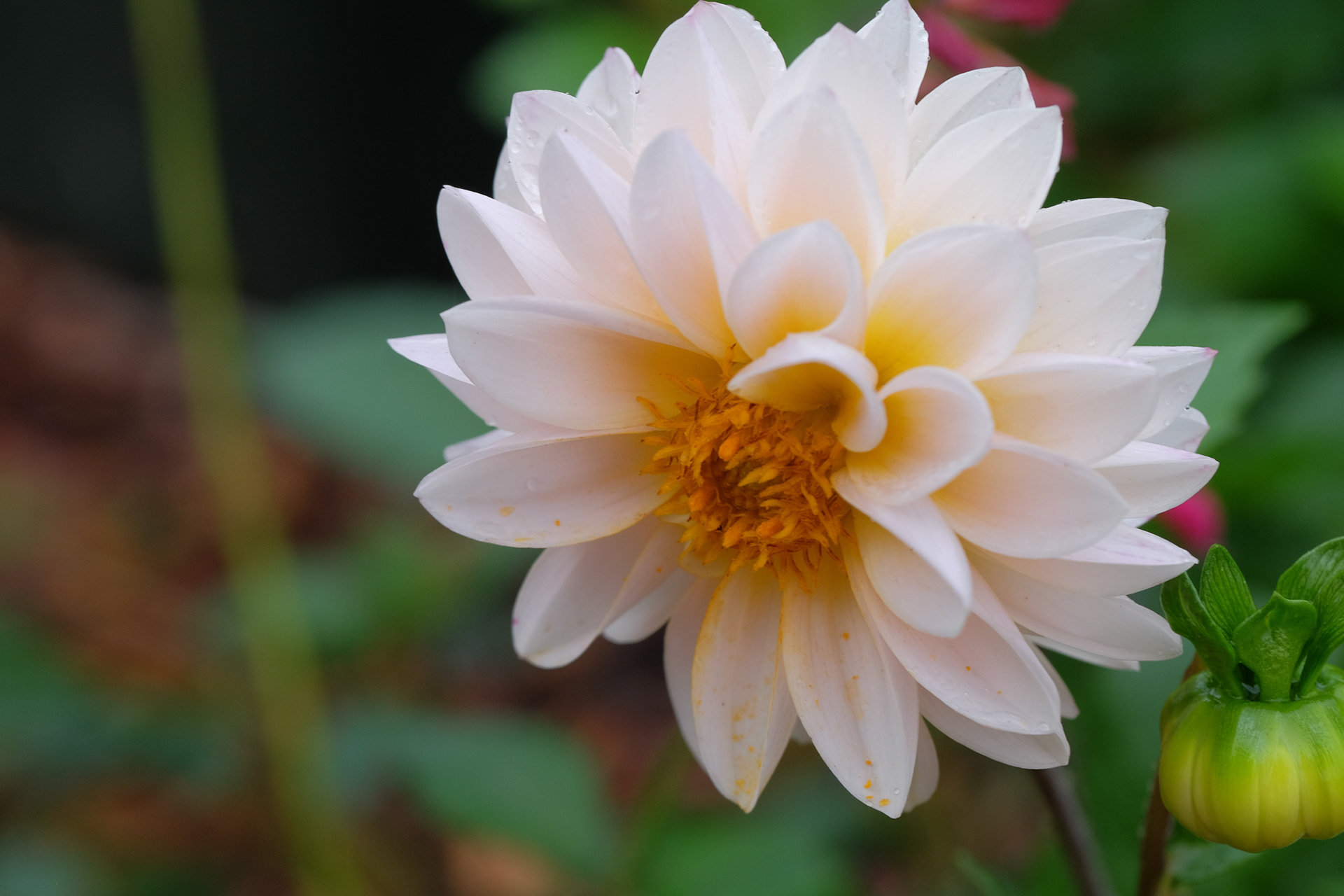 dahlia