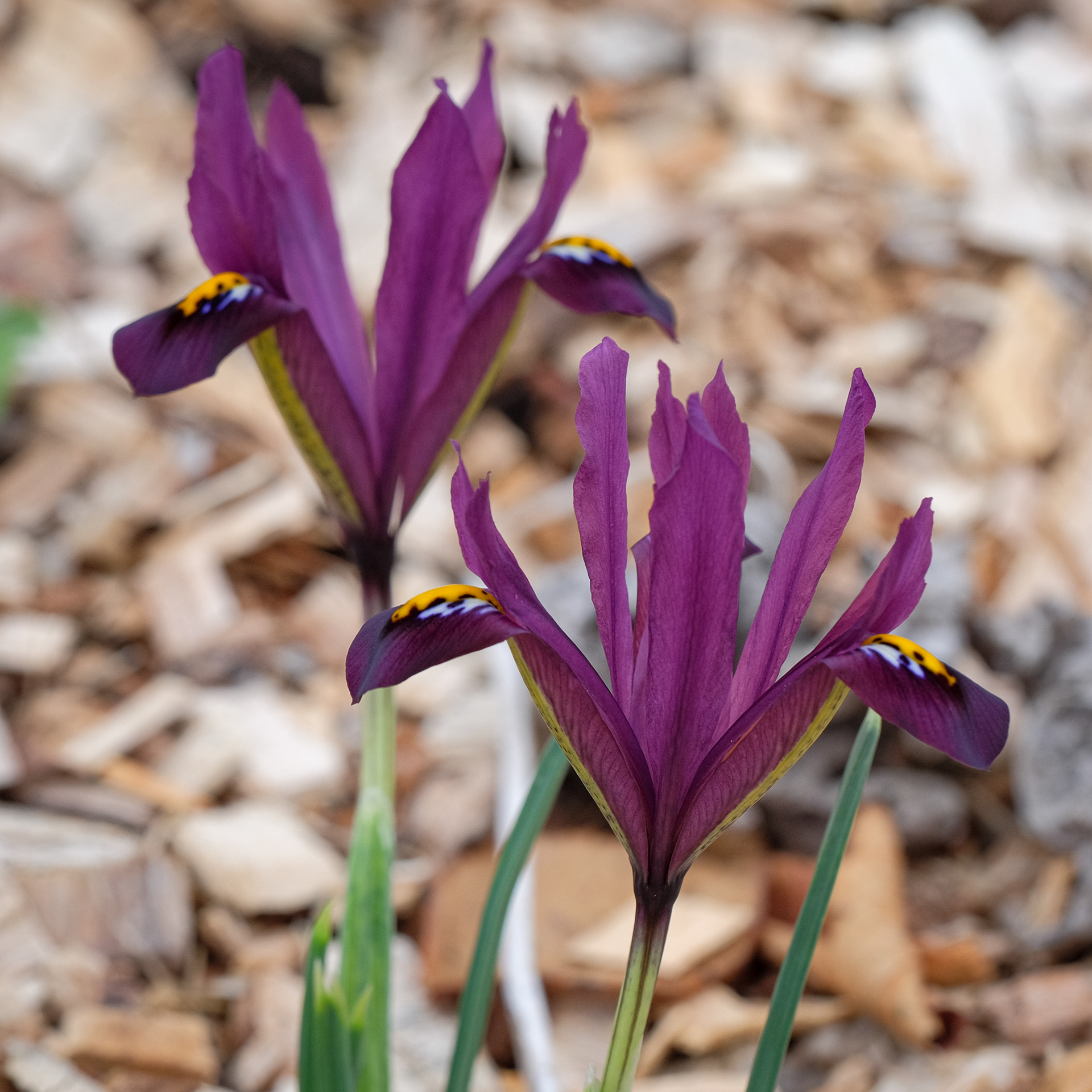 iris reticulata