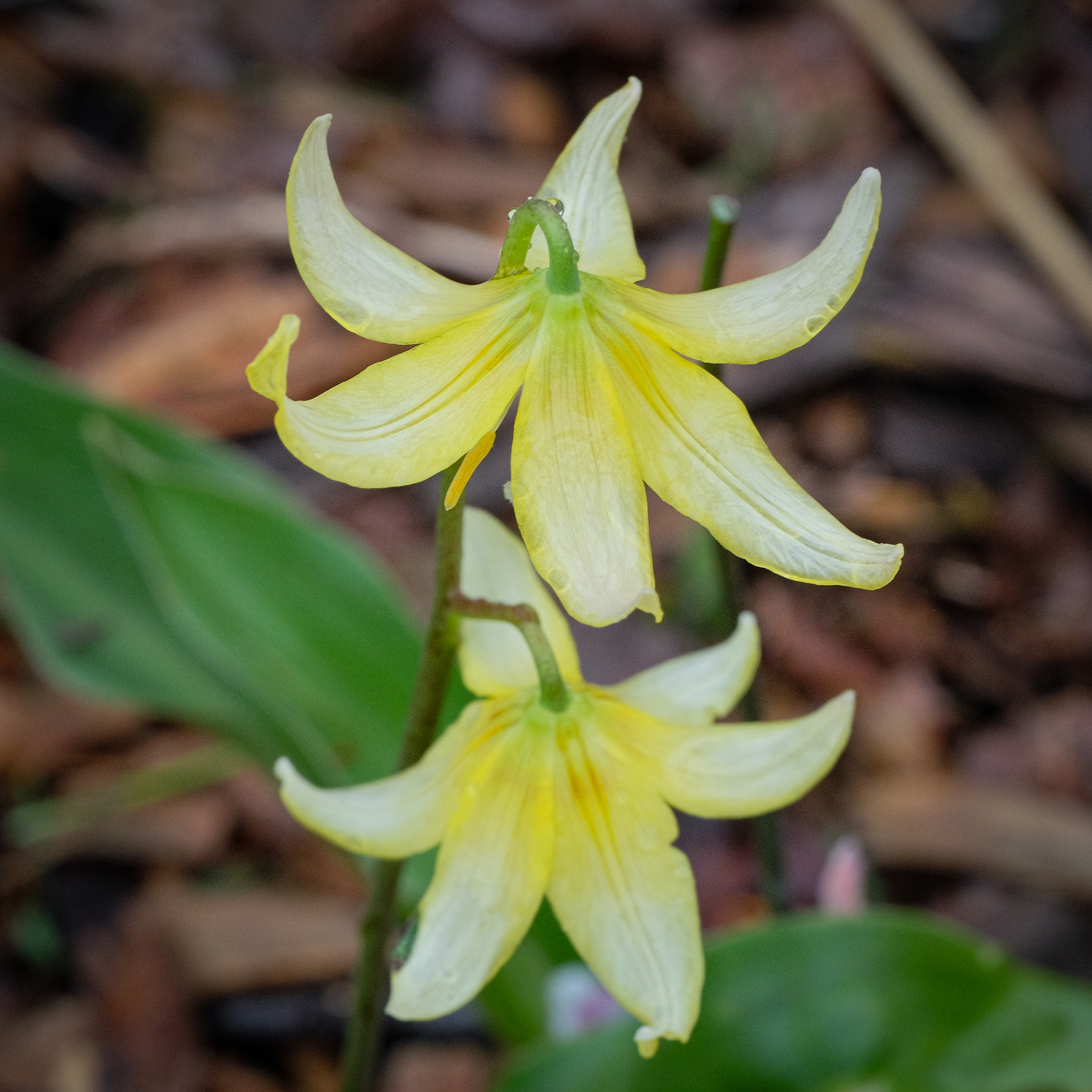 Erythronium californicum Pagoda