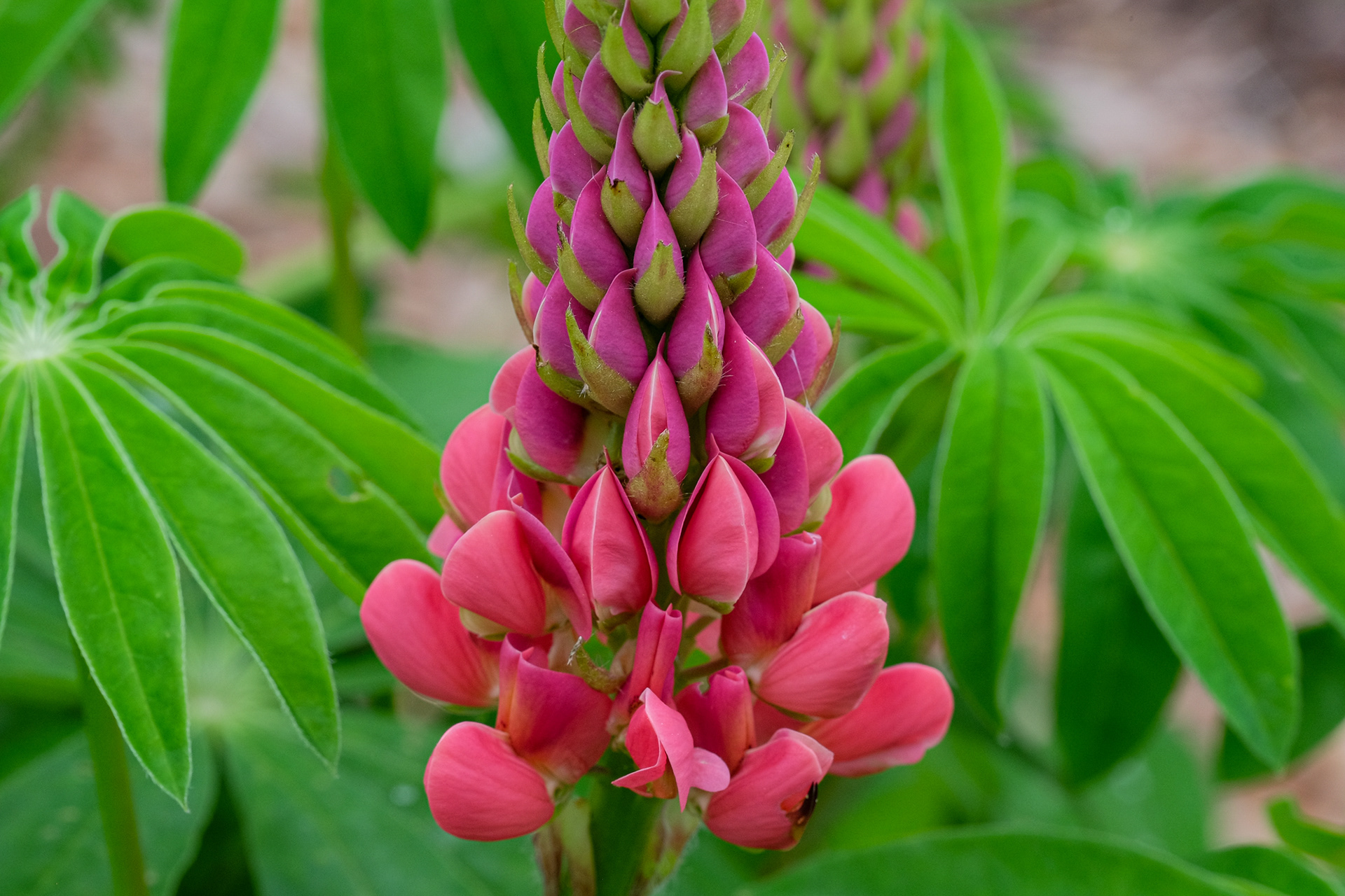 lupine