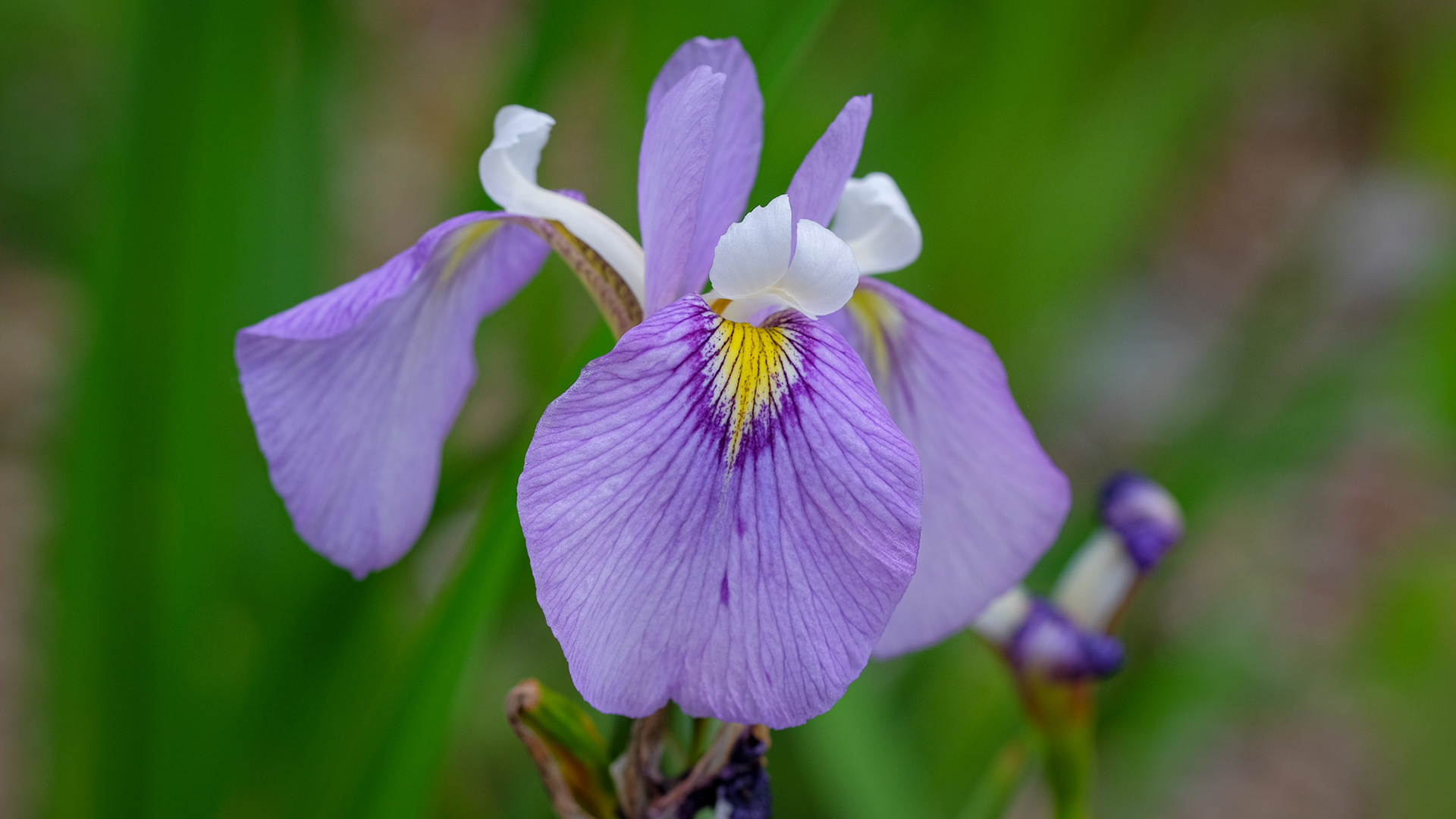 iris SPEC-X, 'Enfant Prodige' (Huber)