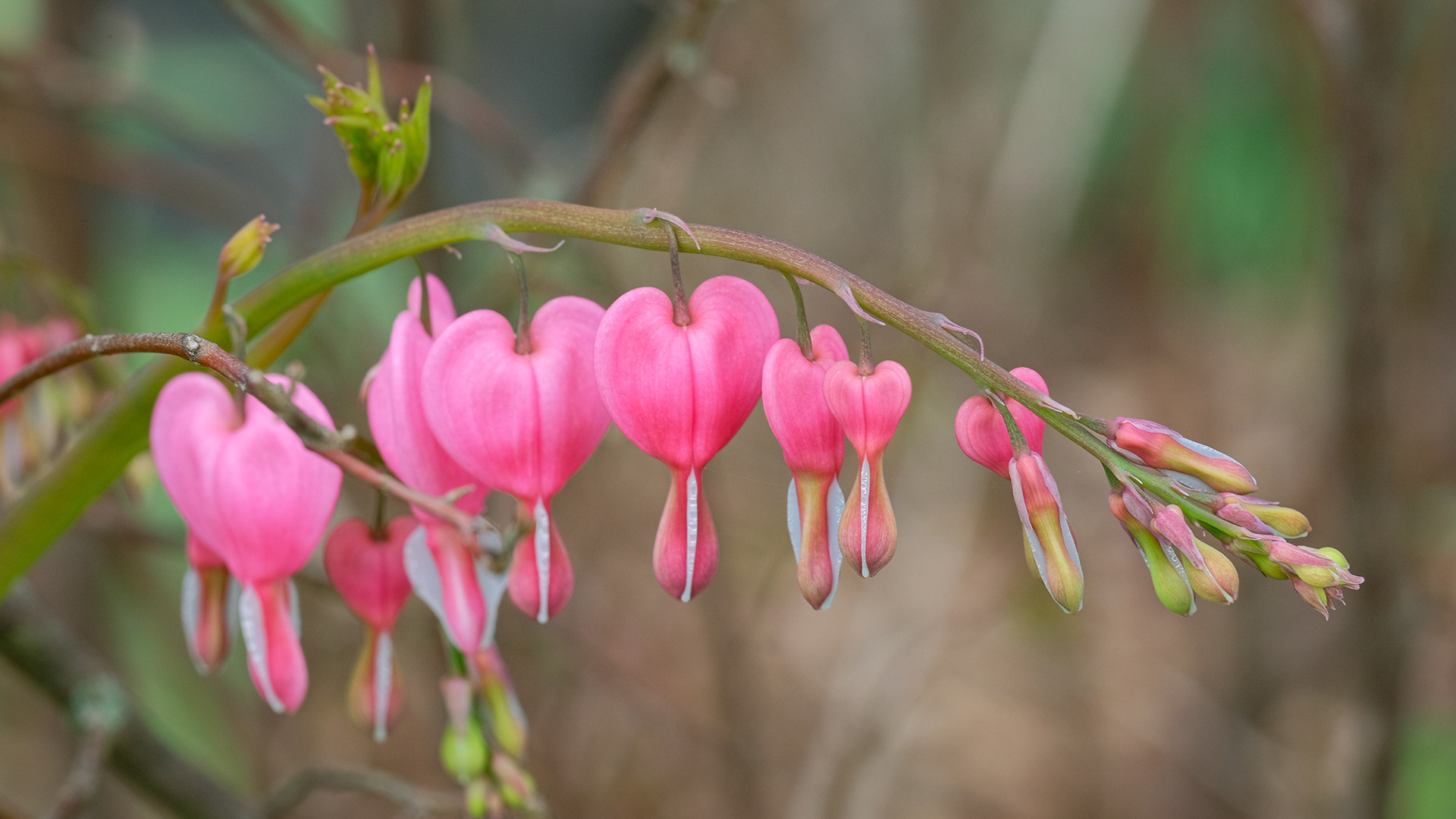 dicentra spectabilis